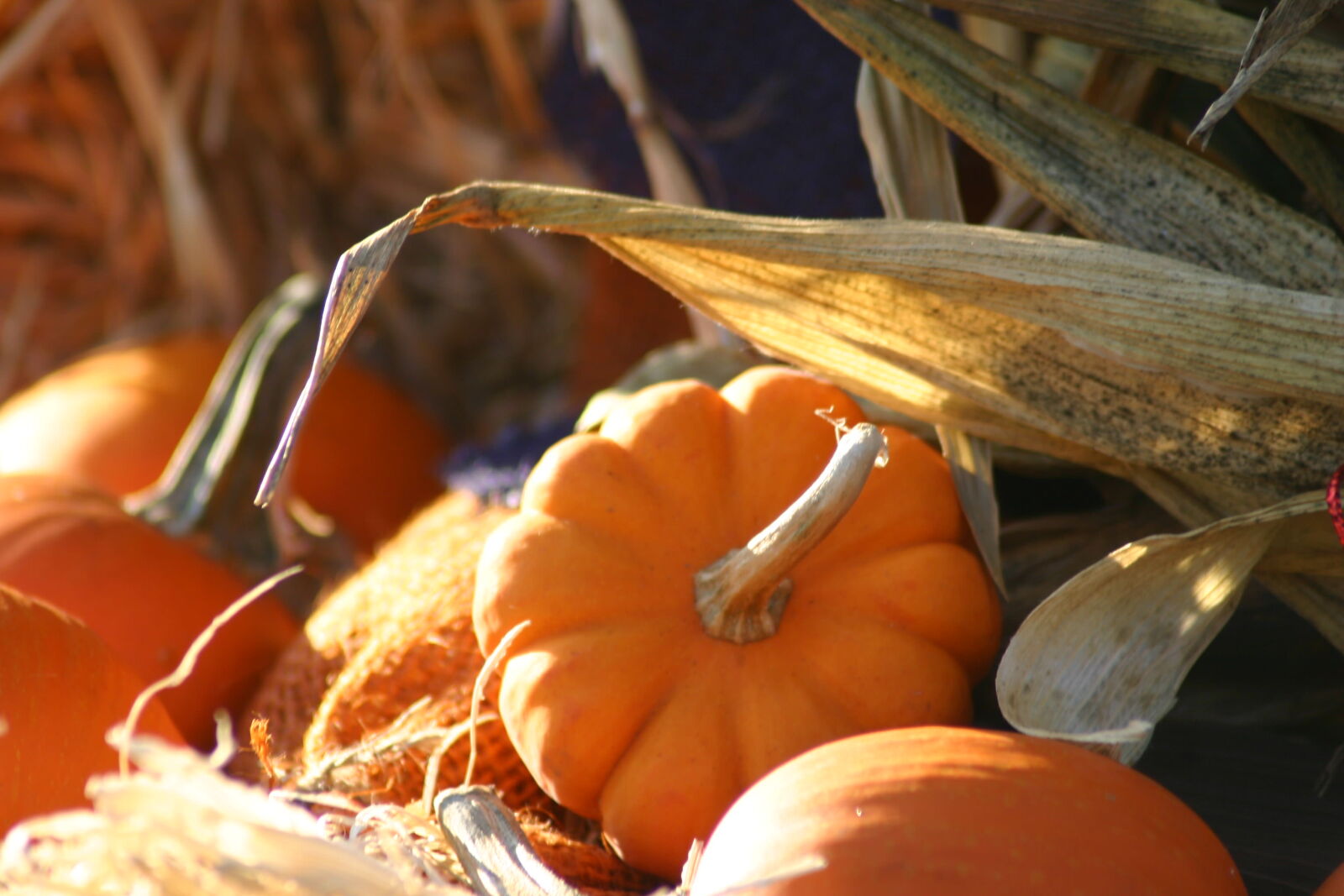 Canon EOS 300D (EOS Digital Rebel / EOS Kiss Digital) sample photo. Fall, halloween, autumn, harvest photography