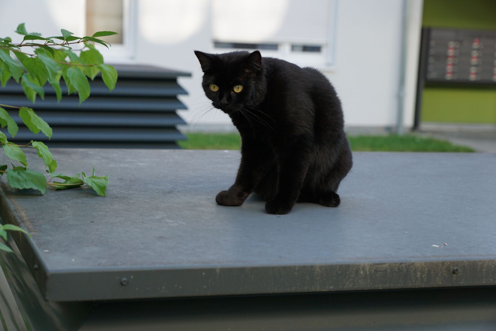 Sony DT 16-50mm F2.8 SSM sample photo. Cat, black, animal photography