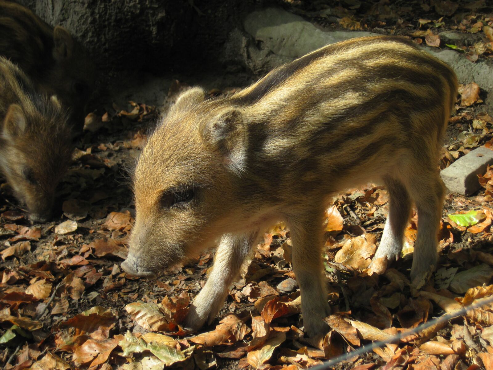 Canon PowerShot D10 sample photo. Launchy, boar, young animal photography