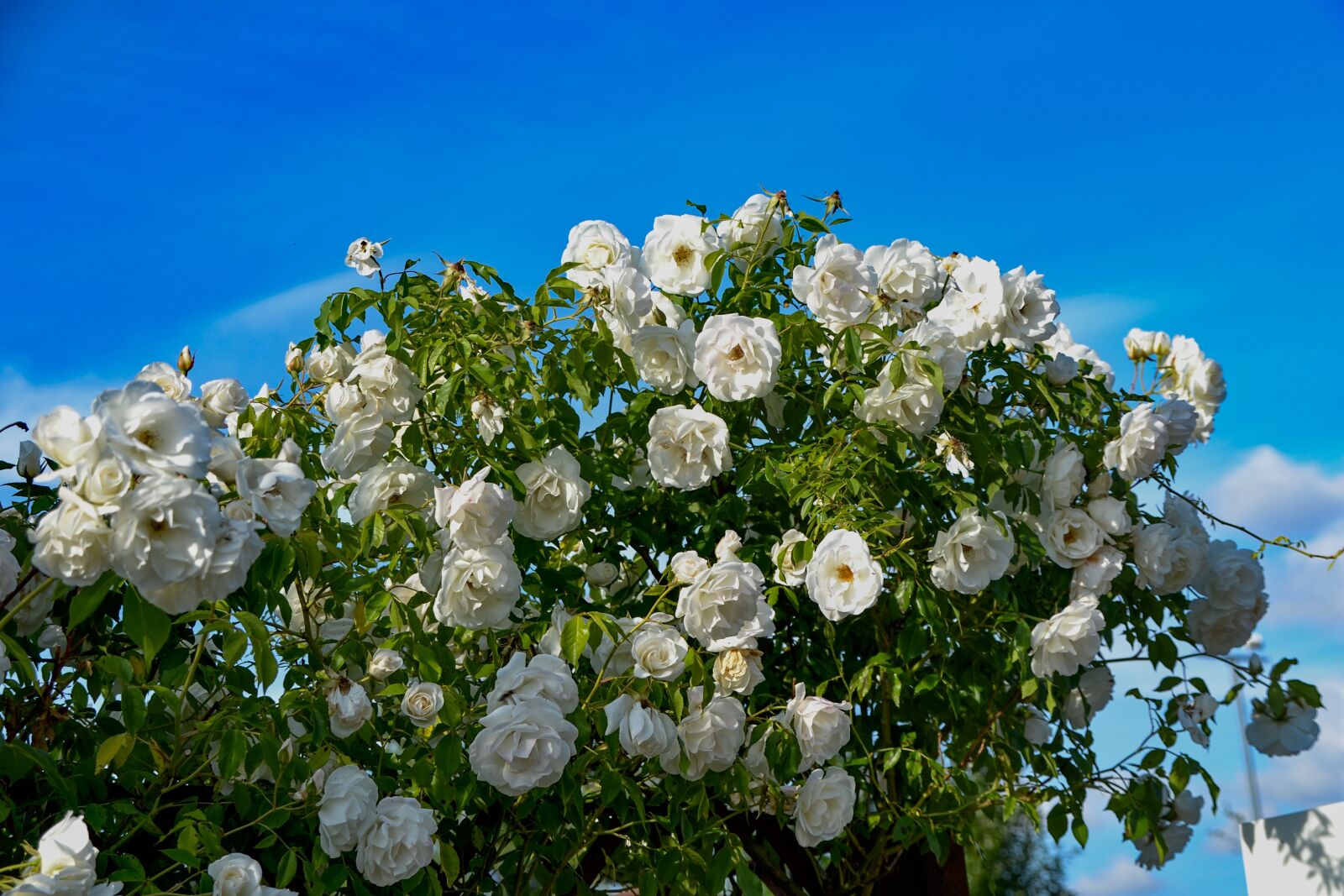 Nikon D3100 sample photo. Roses, garden, summer photography