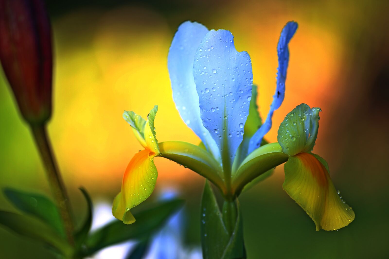 Canon EOS 6D sample photo. Flower, plant, nature photography