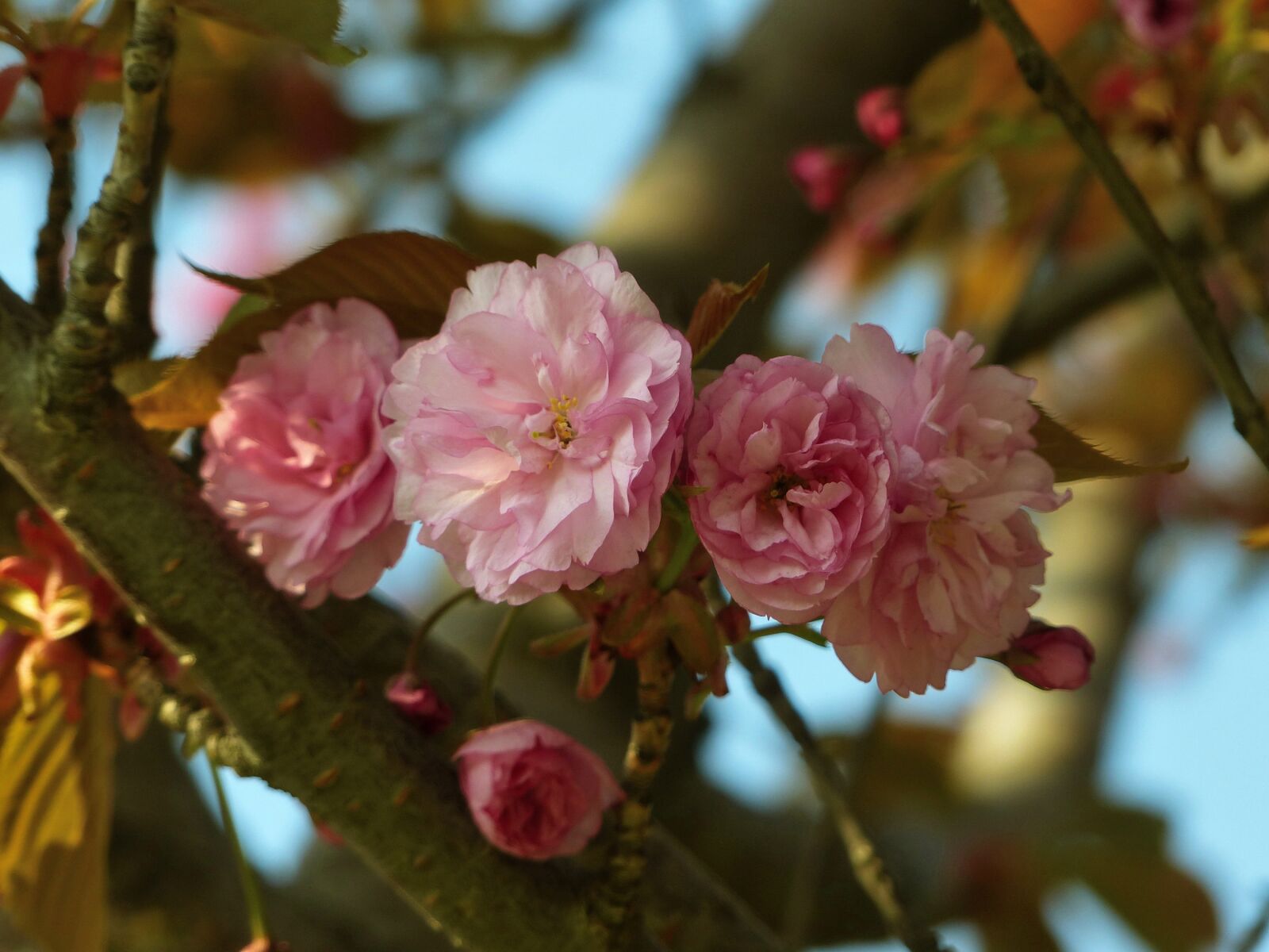 Panasonic Lumix DMC-FZ200 sample photo. Sakura, bloom, spring photography