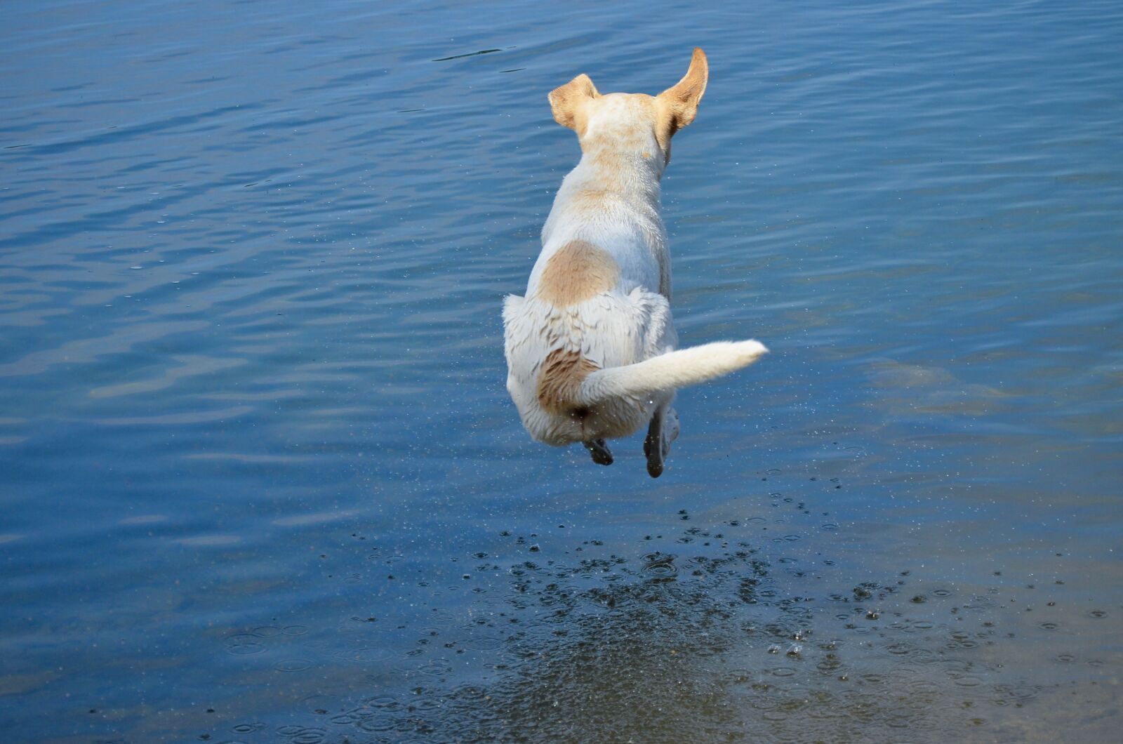 Nikon D5100 sample photo. Dog, cannonball, jump photography