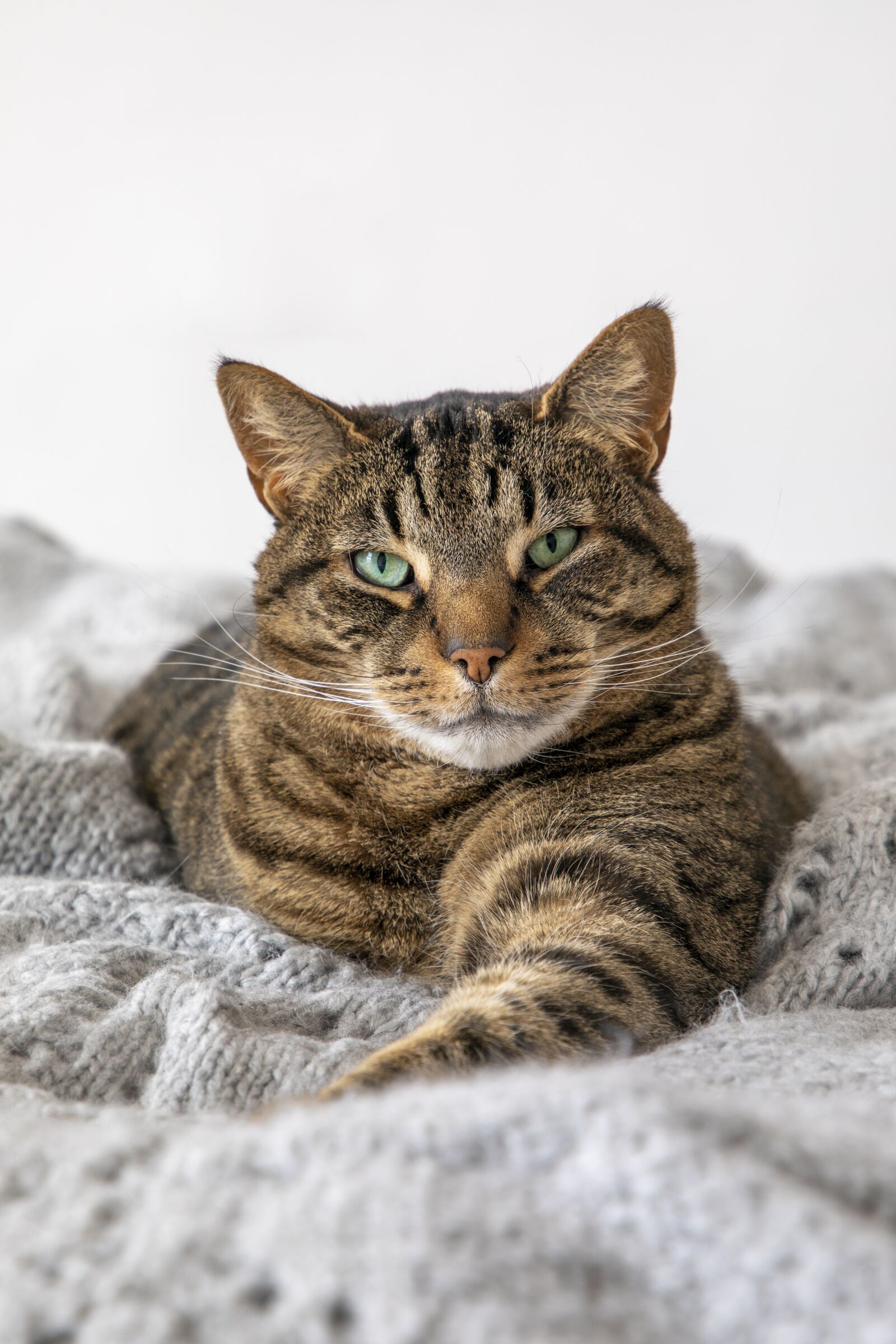 Canon EF 24-105mm F4L IS II USM sample photo. Tabby cat, pet, cat photography