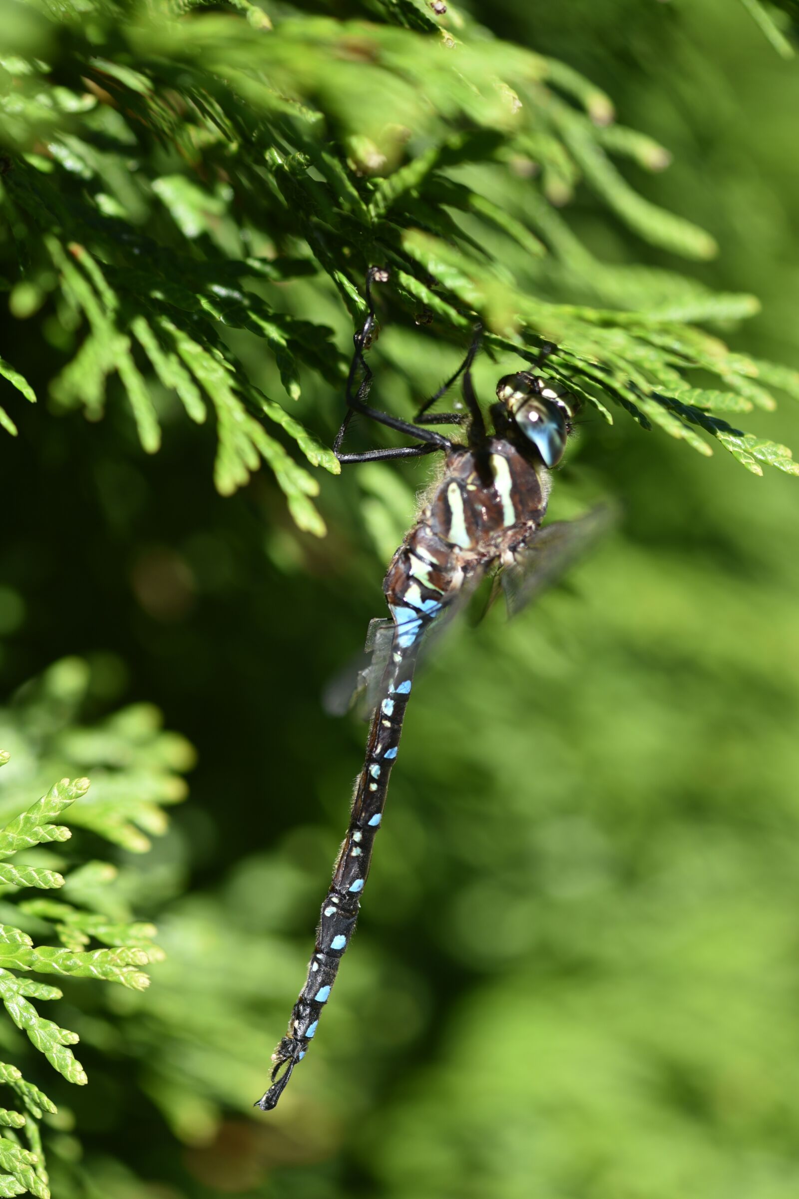 Nikon D750 sample photo. Dragonfly, blue, colorful photography