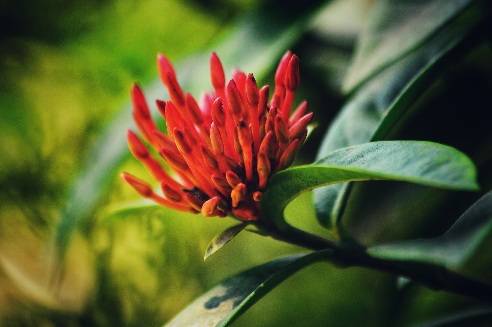 Nikon D5100 sample photo. Flower, red, nyc photography