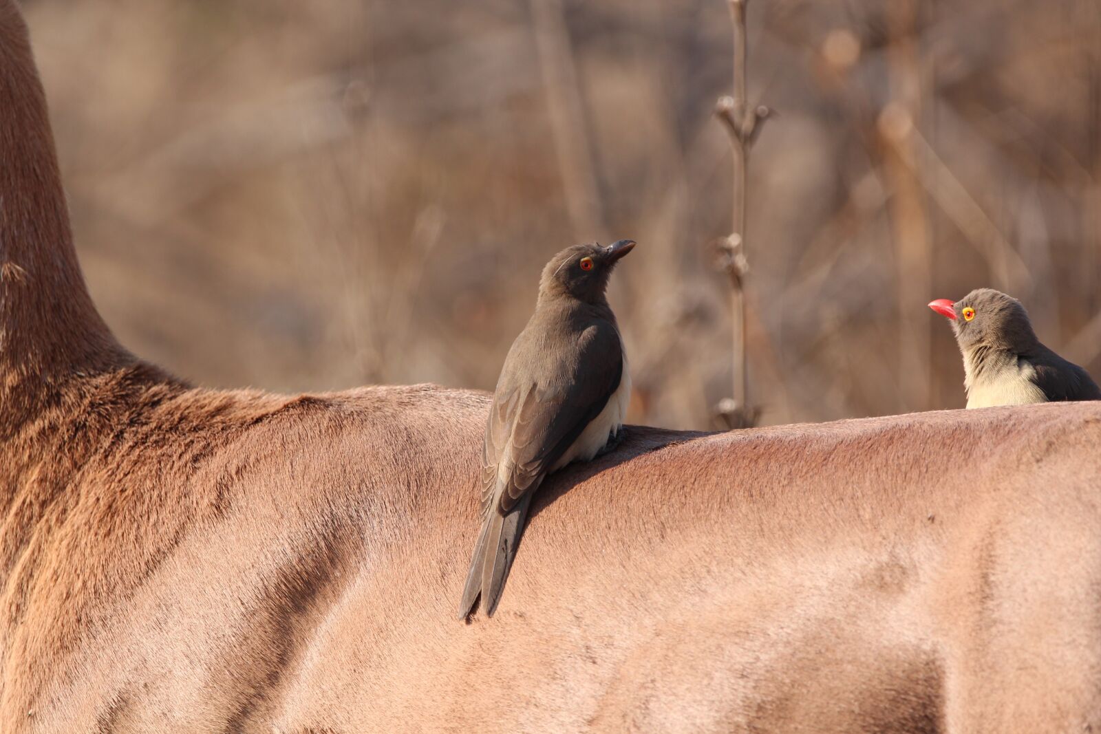 150-600mm F5-6.3 DG OS HSM | Contemporary 015 sample photo. Oxpecker, bird, africa photography
