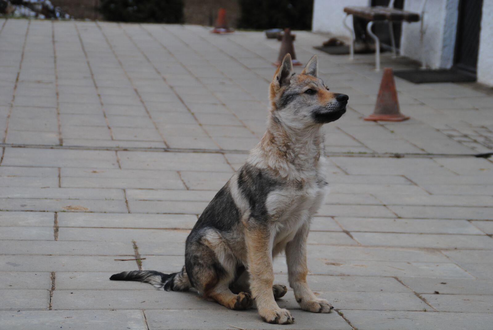 Nikon D3000 sample photo. Dog, bitch, wolf photography