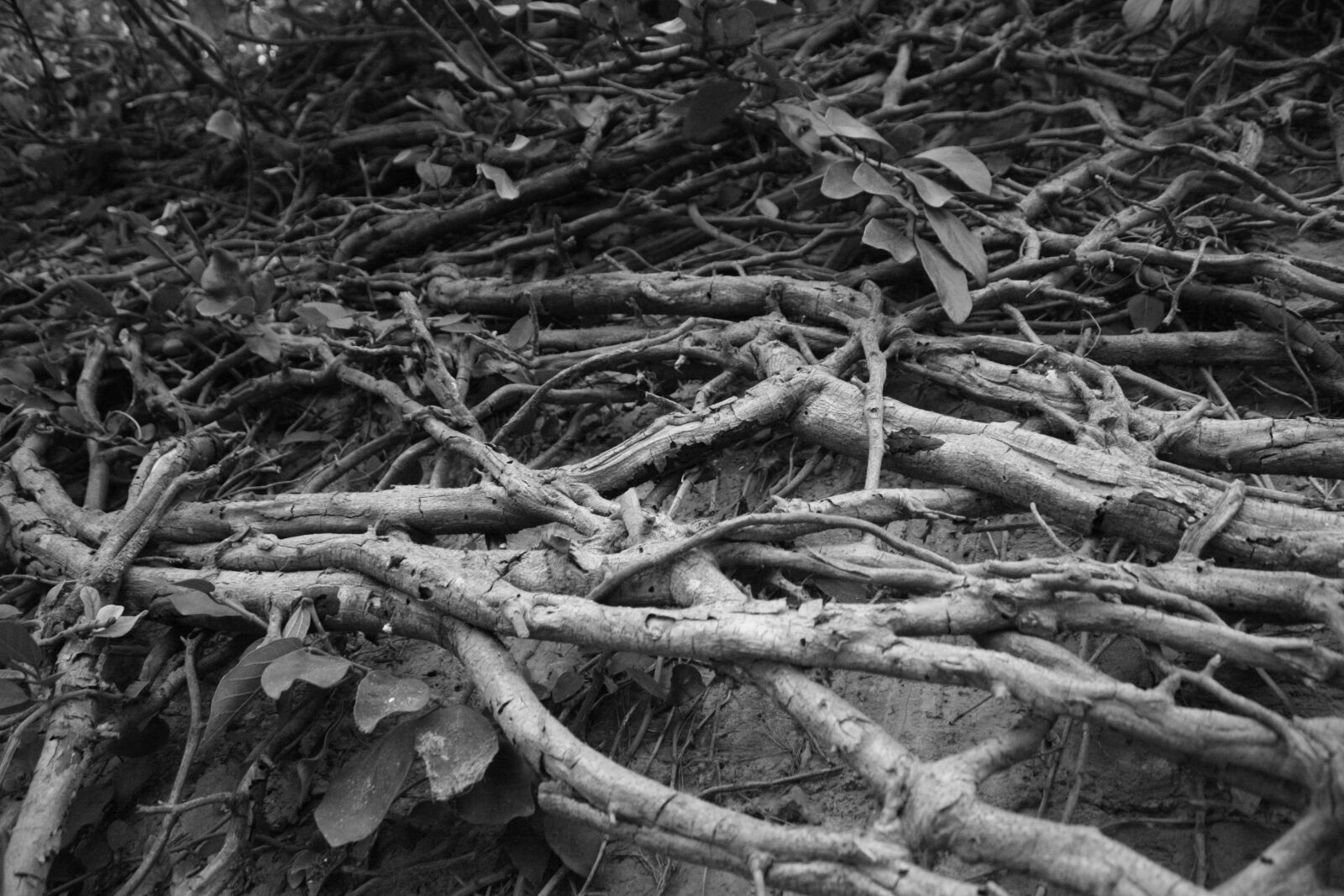 Canon EOS 1000D (EOS Digital Rebel XS / EOS Kiss F) sample photo. Tree, black and white photography
