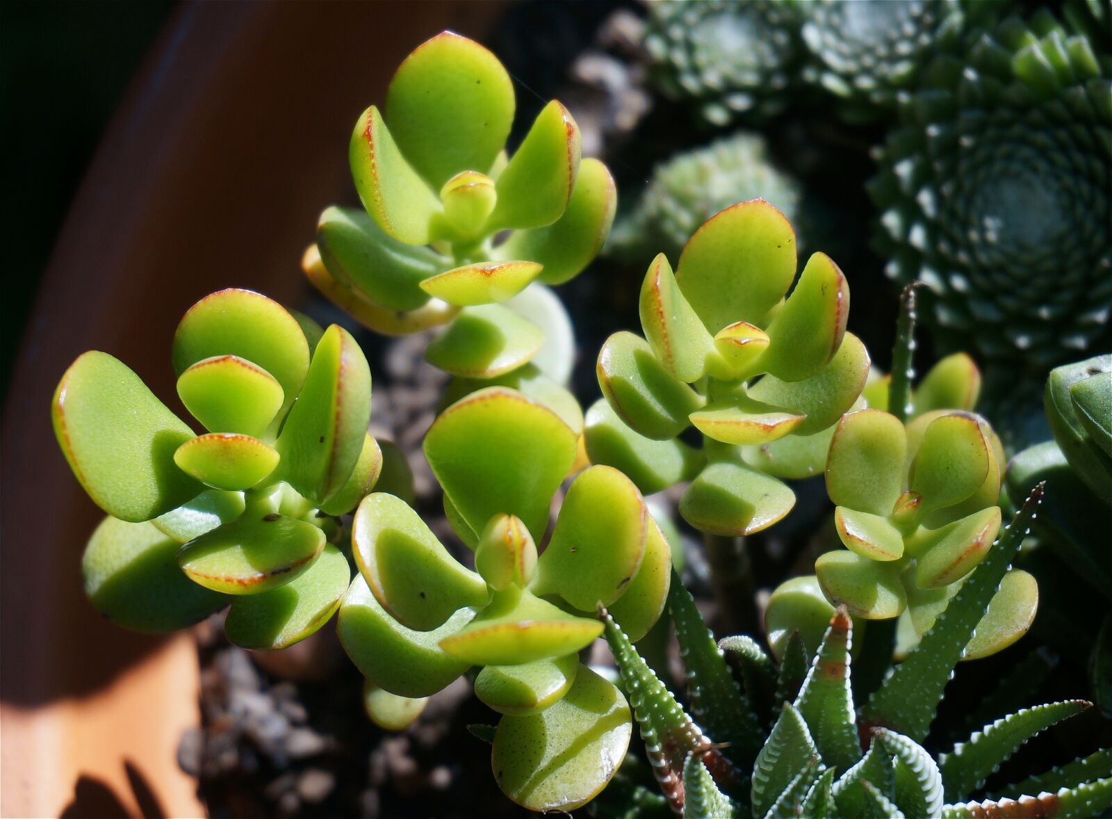 Sony Alpha NEX-5T sample photo. Jade plant, succulent, container photography