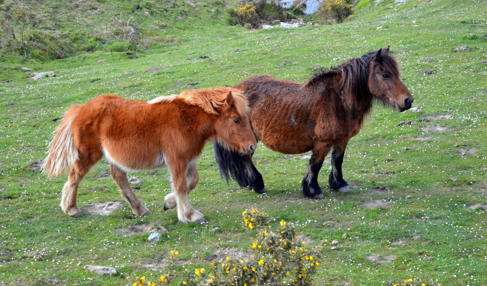 Nikon D3200 sample photo. Pottok, horse of the photography