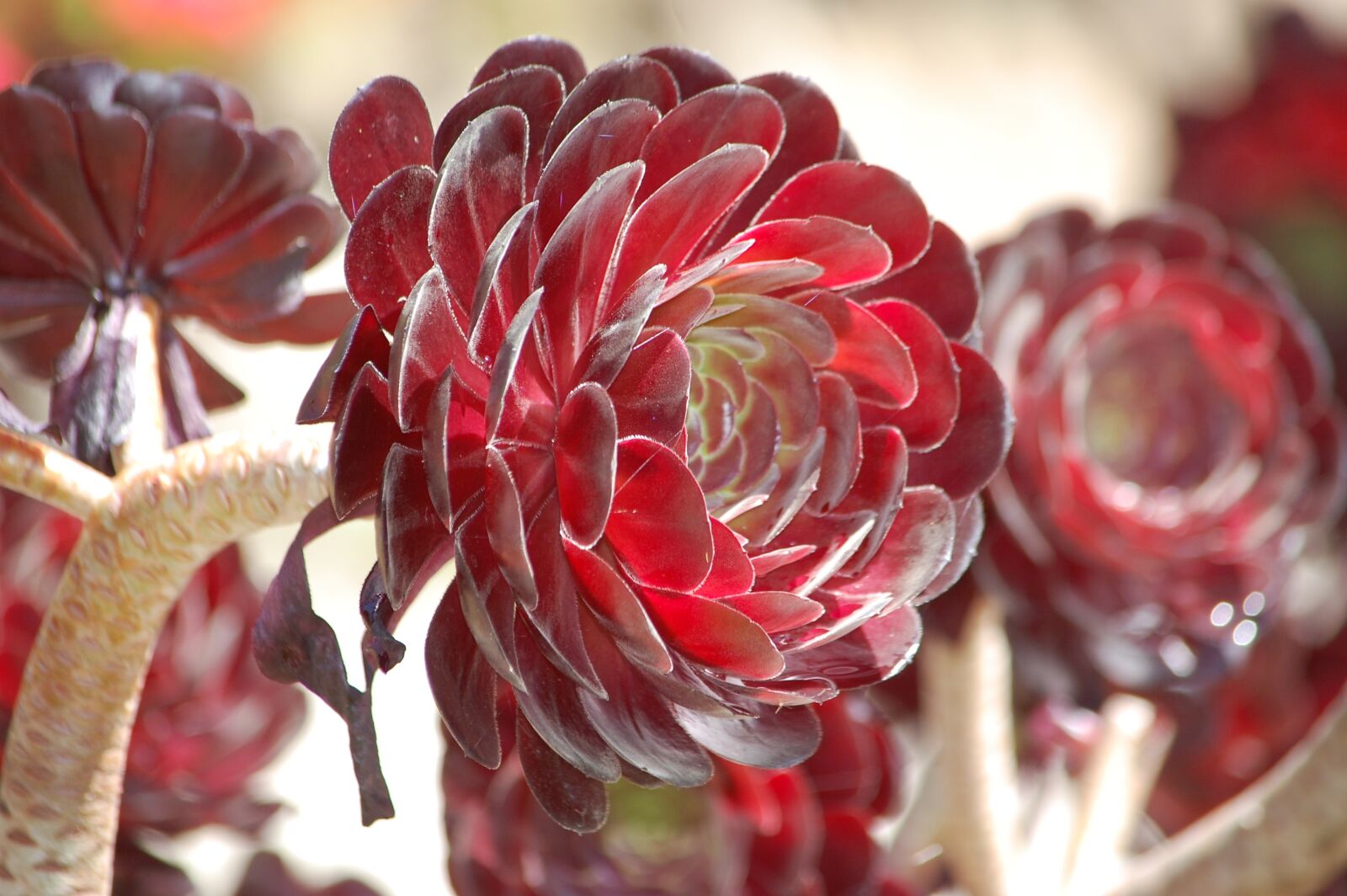 Nikon D40 sample photo. Succulent, red, flowers photography