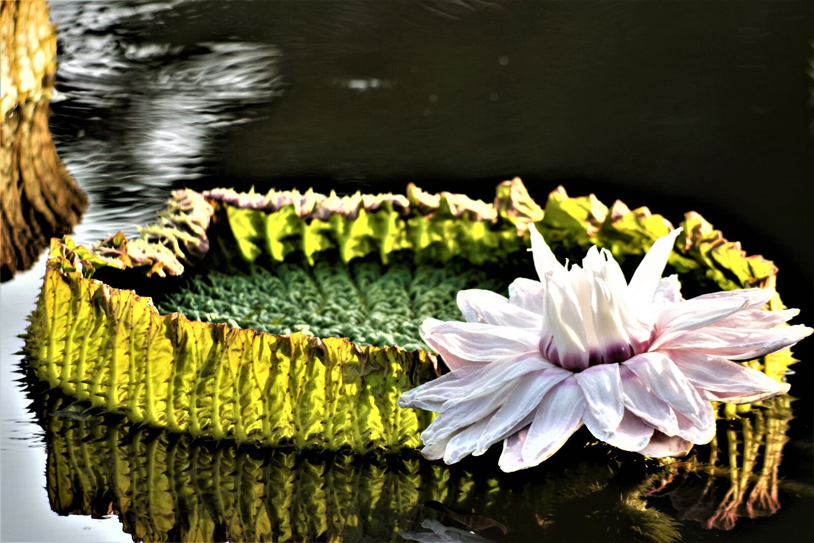 Pentax K-S2 sample photo. Giant water lily, water photography