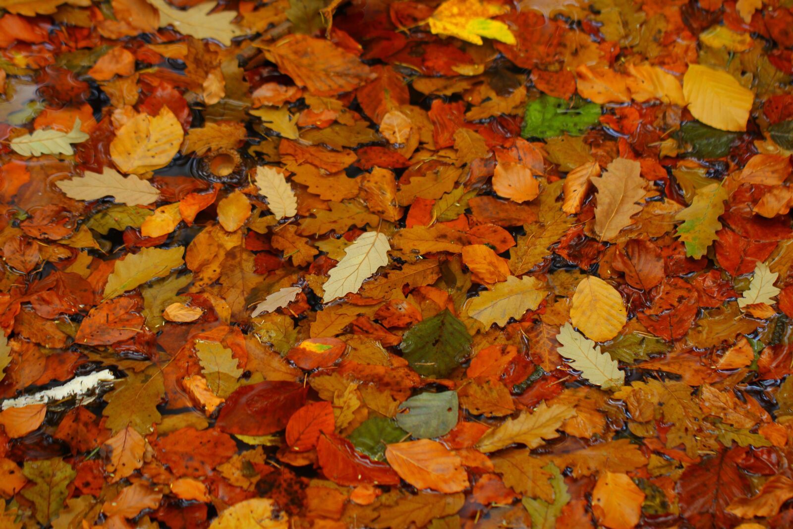 Canon EOS 50D sample photo. Leaves, autumn, forest photography