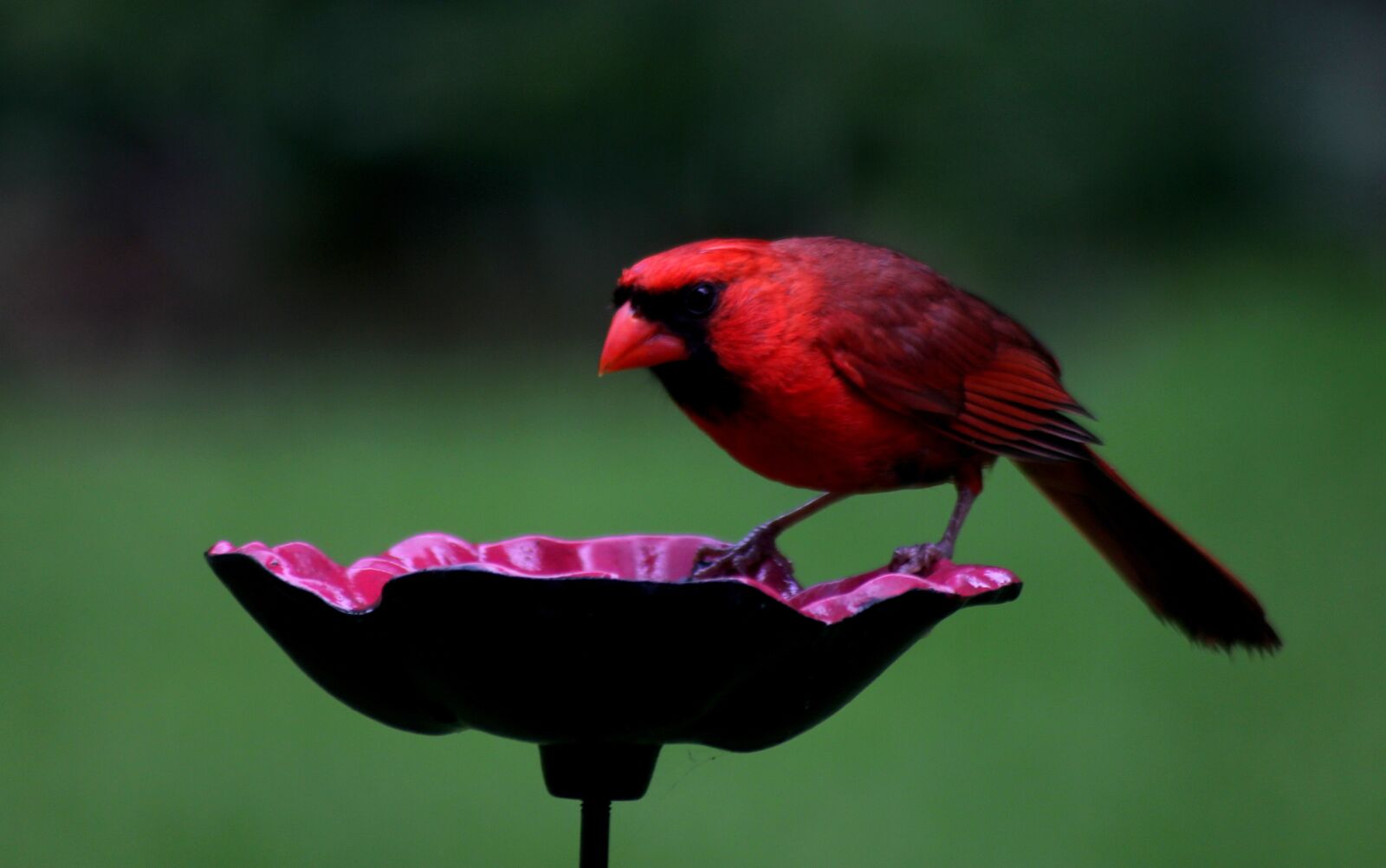 Canon EOS 550D (EOS Rebel T2i / EOS Kiss X4) sample photo. Bird, red, cardinal photography