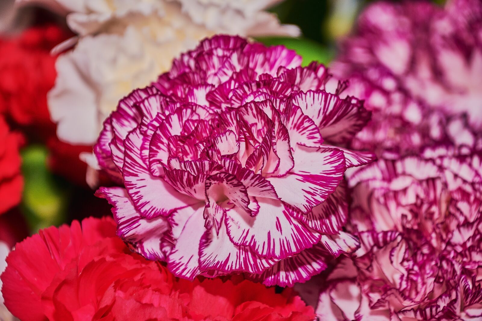 Nikon D7200 sample photo. Carnation, flower, petals photography