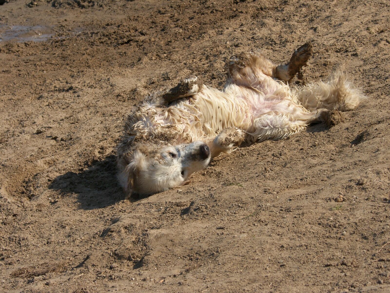 Samsung Pro 815 sample photo. Golden retriever, sandy roles photography