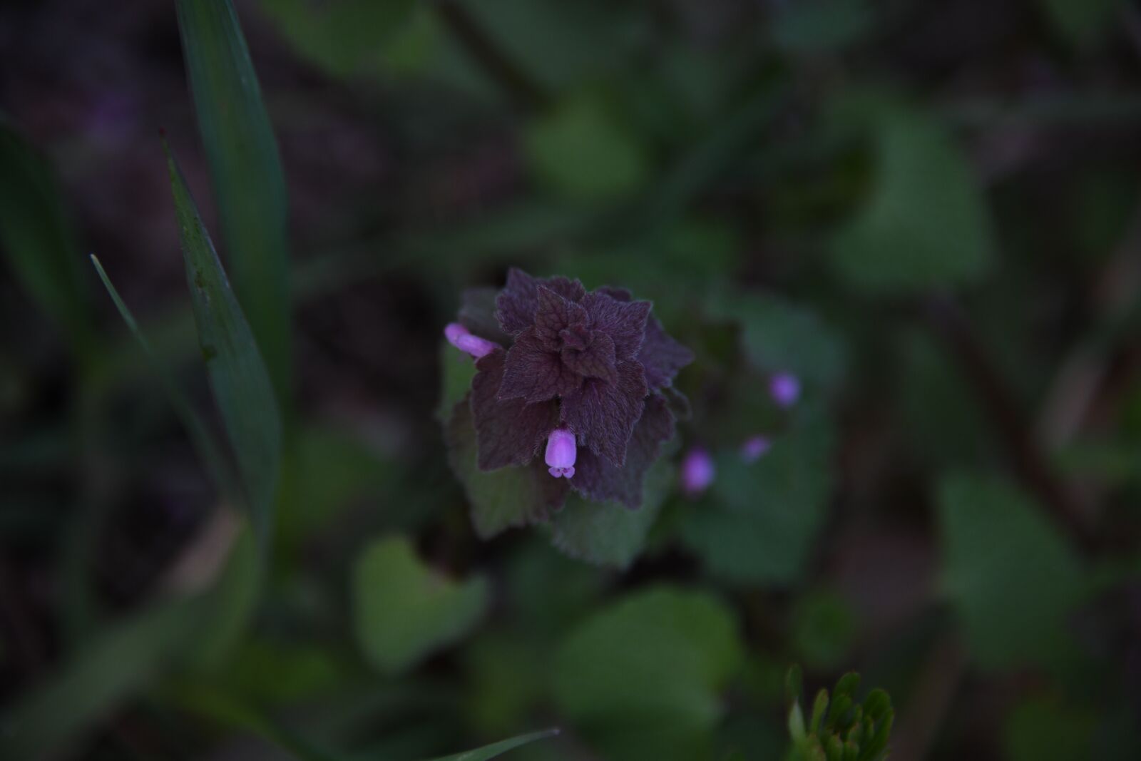 Nikon D850 sample photo. Flower, purple, forest photography