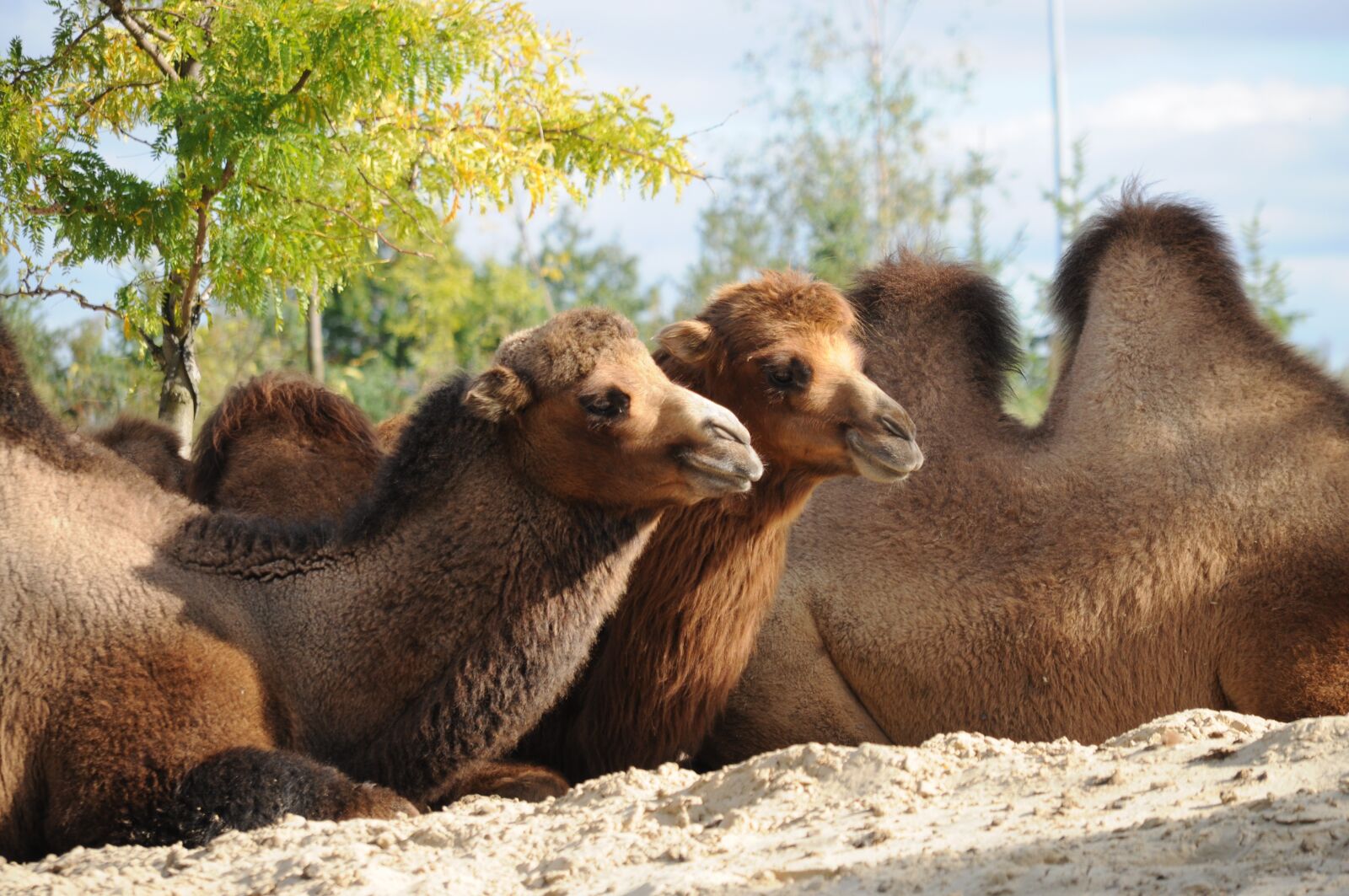 Nikon D5000 sample photo. Mammal, nature, animal world photography