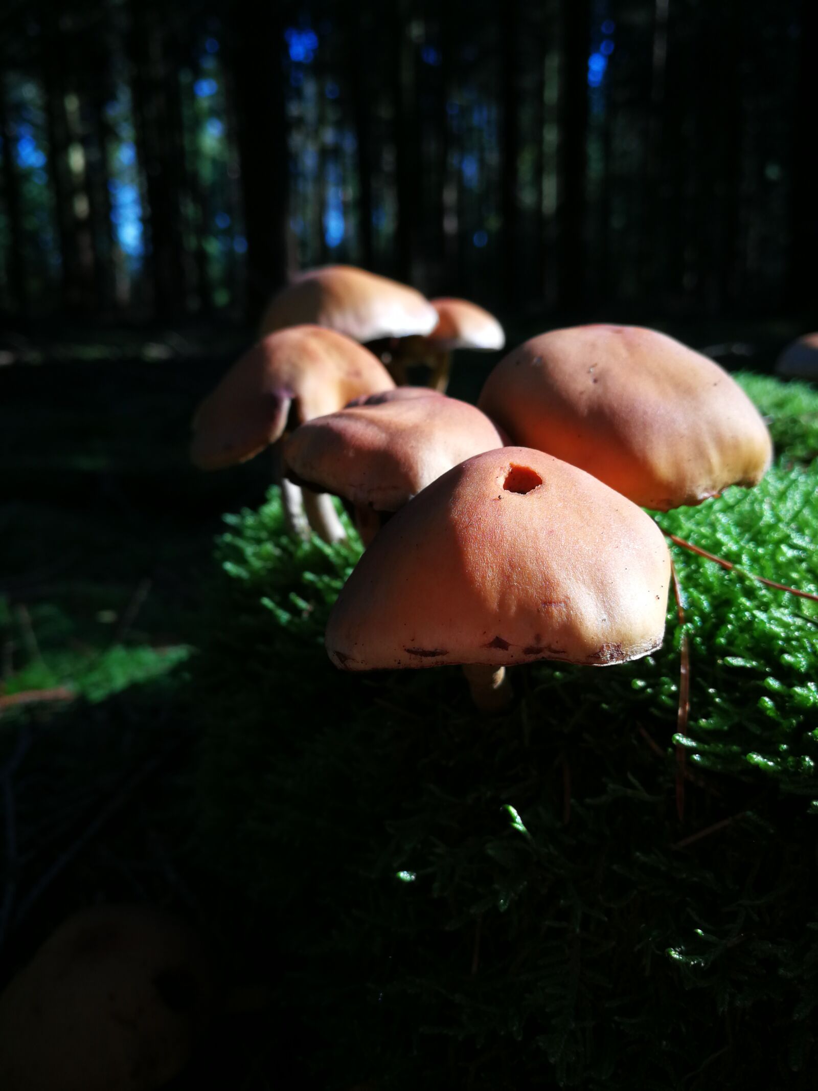 HUAWEI P10 sample photo. Forest, nature, plant photography