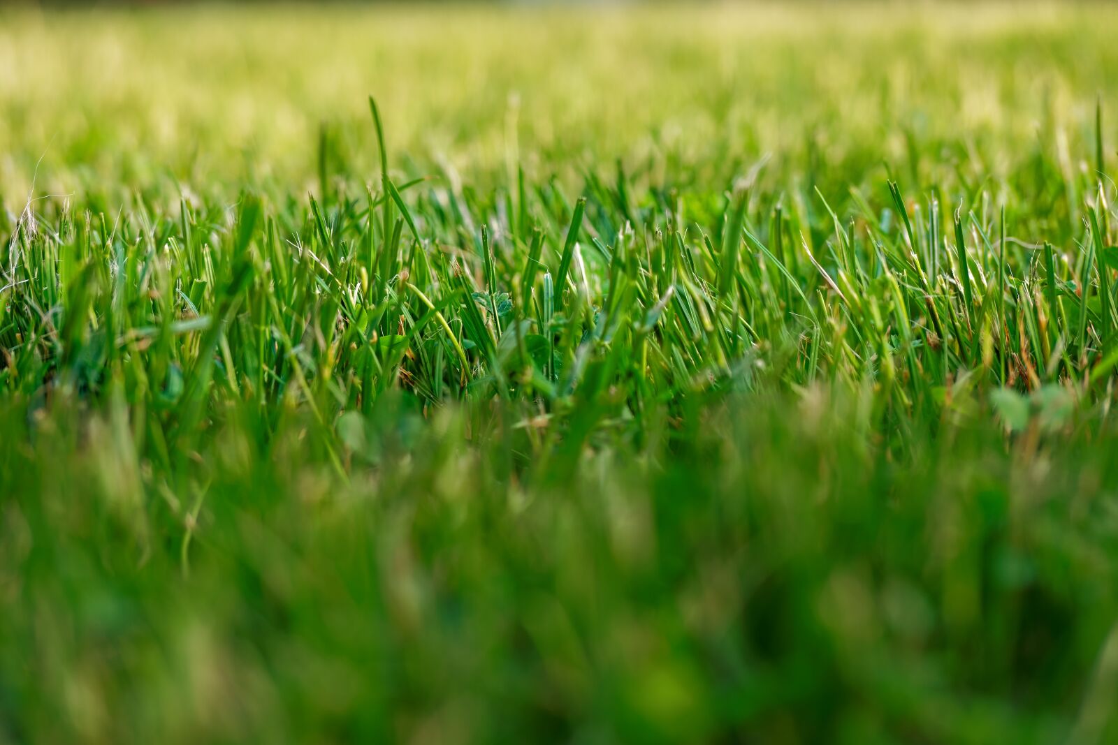 Samsung NX500 sample photo. Grass, green, nature photography