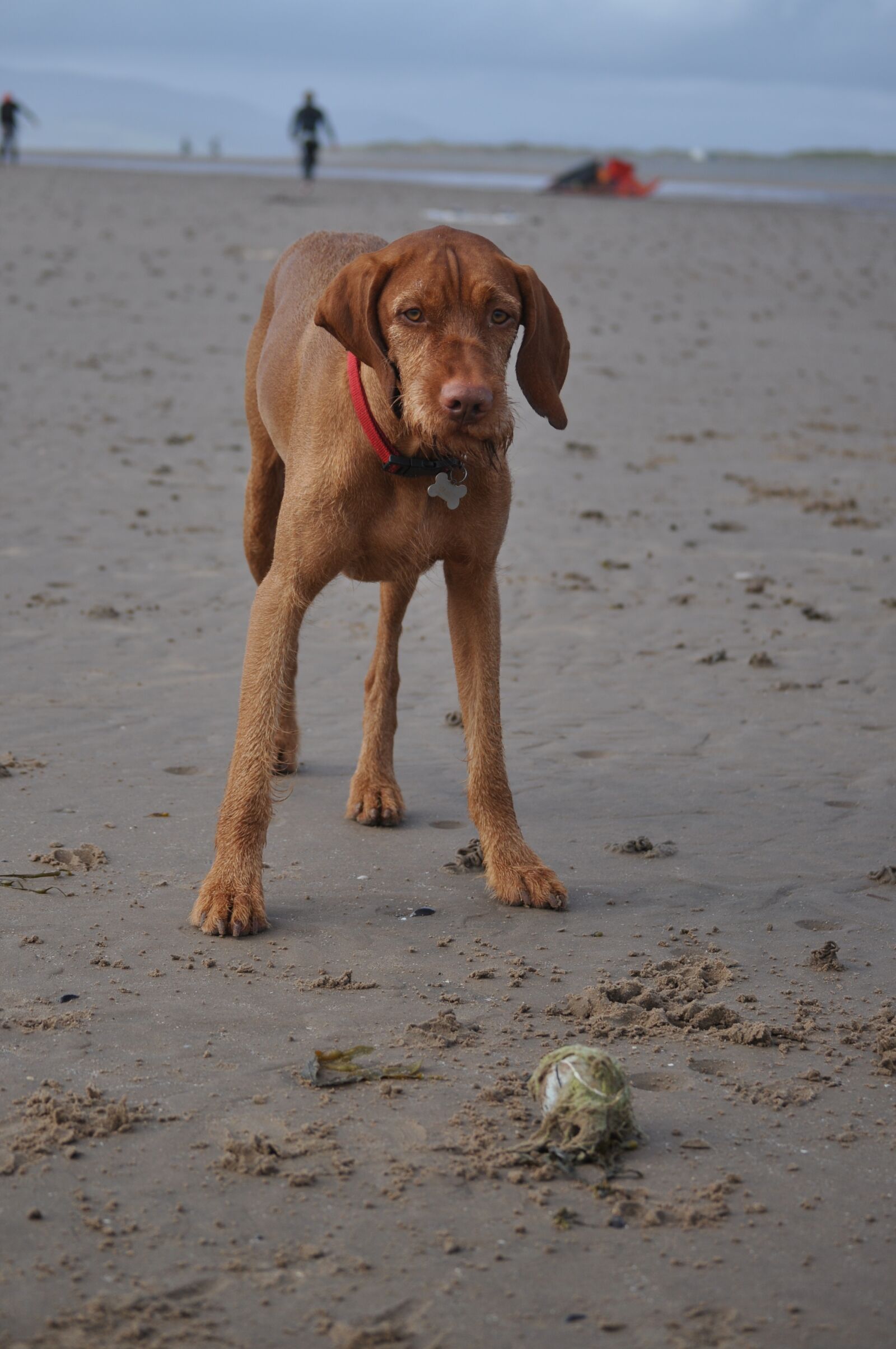 Nikon D5000 sample photo. Dog, animal, pet photography