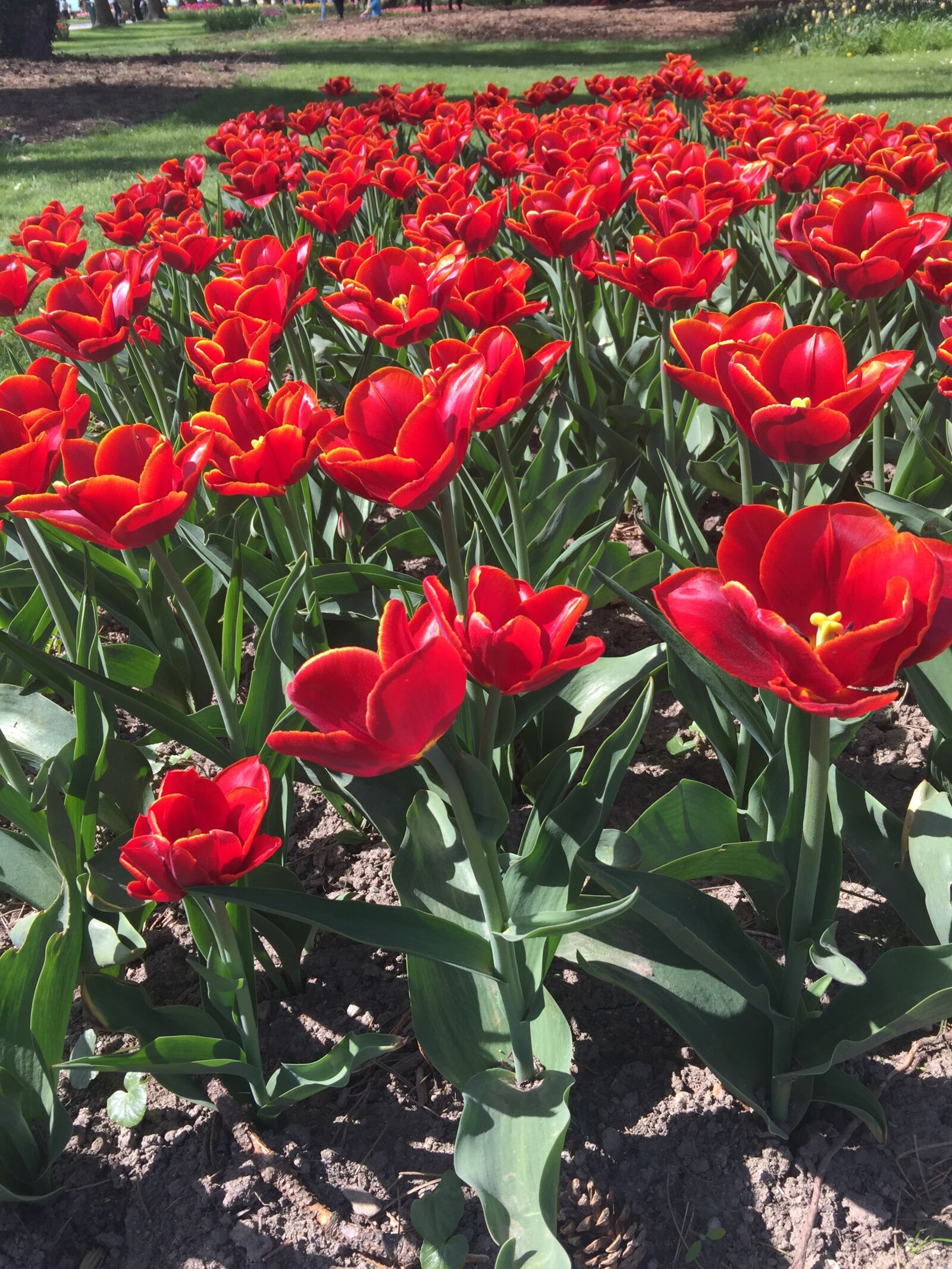 iPhone 6 Plus back camera 4.15mm f/2.2 sample photo. Flower, garden, tulip photography