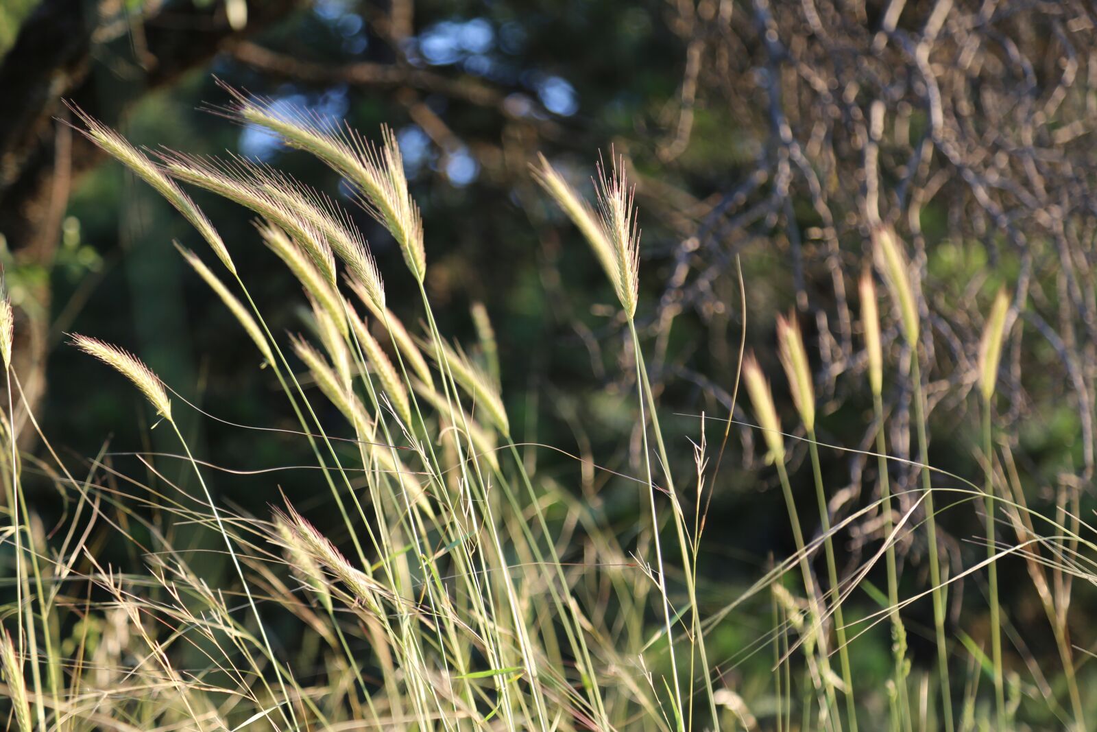 Canon EF 24-105mm F4L IS USM sample photo. Plant, nature, spring photography
