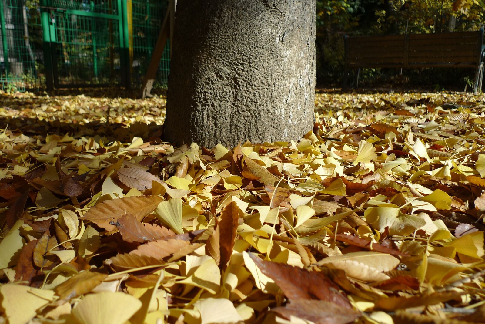 Panasonic Lumix DMC-LX3 sample photo. Autumn, autumn leaves, blue photography