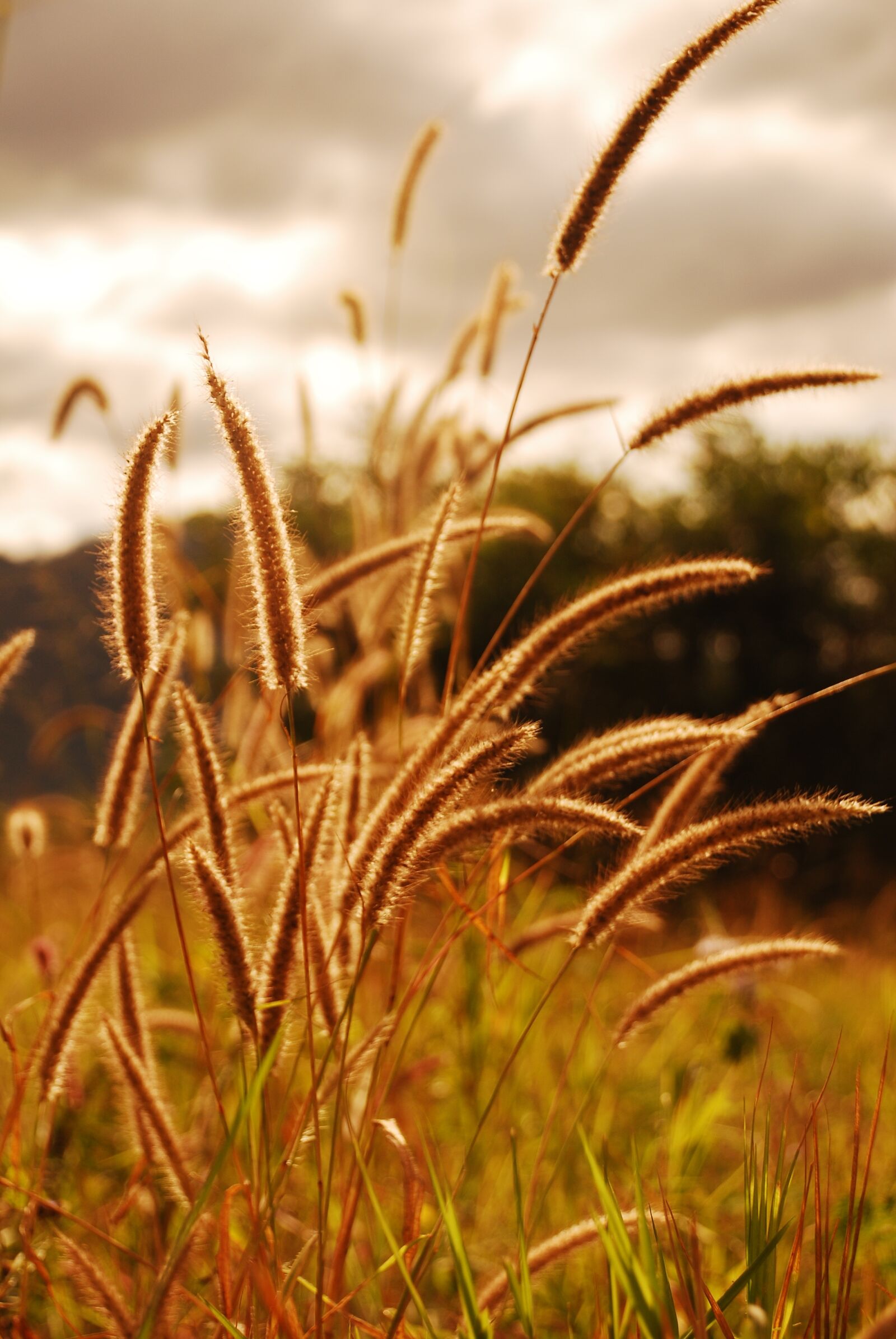 Nikon D80 sample photo. Grass, nature, summer photography