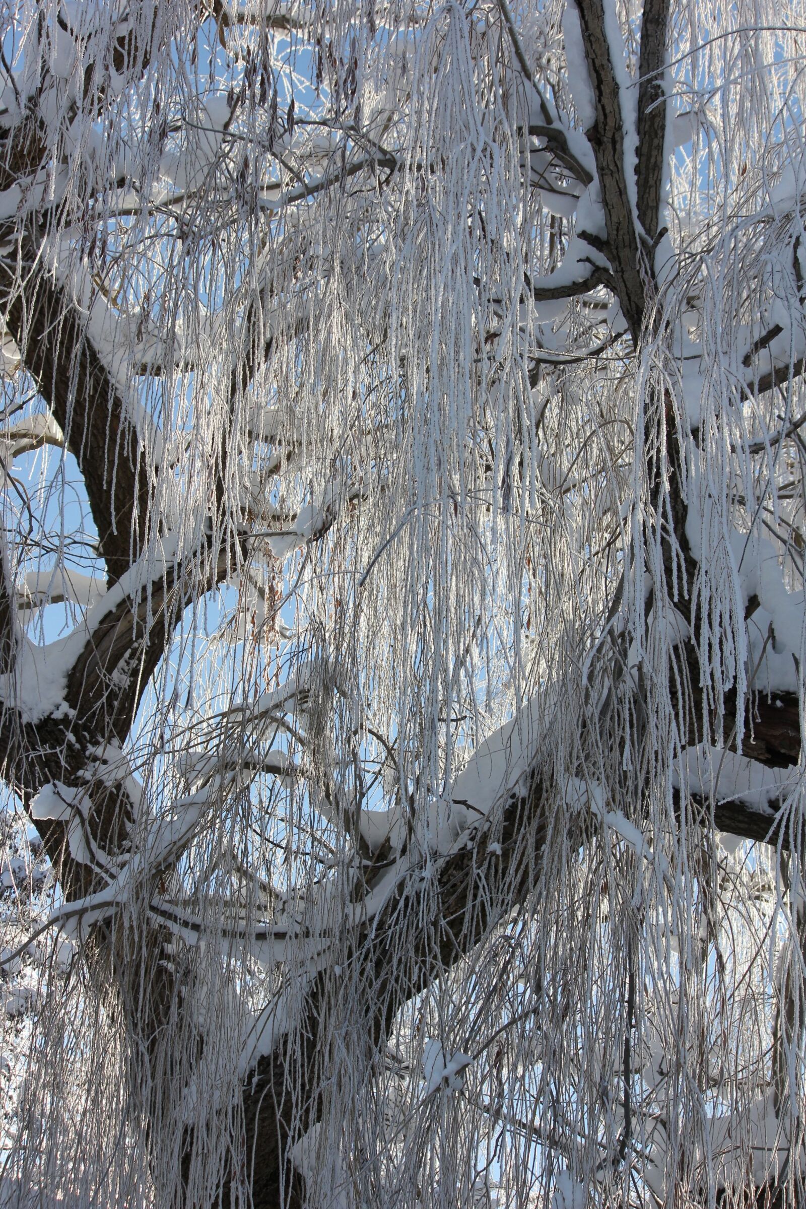 Canon EOS 550D (EOS Rebel T2i / EOS Kiss X4) sample photo. Snow, ice, tree photography