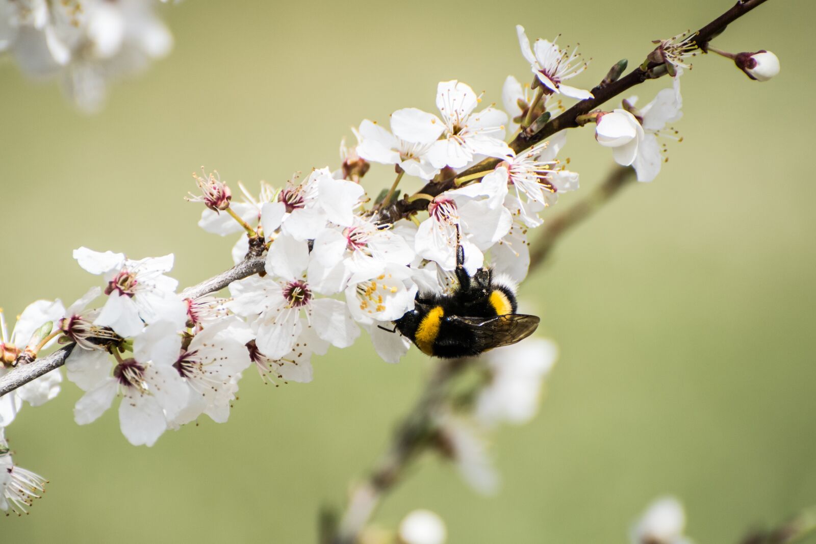 Nikon D5300 sample photo. Nature, insect, bee photography