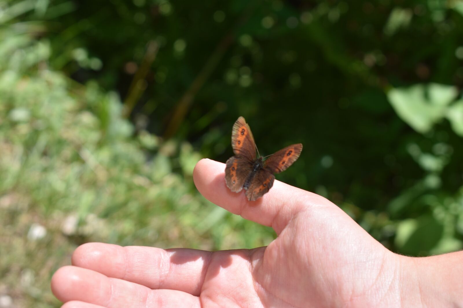 Nikon D3400 sample photo. Child's hand, hand, butterfly photography