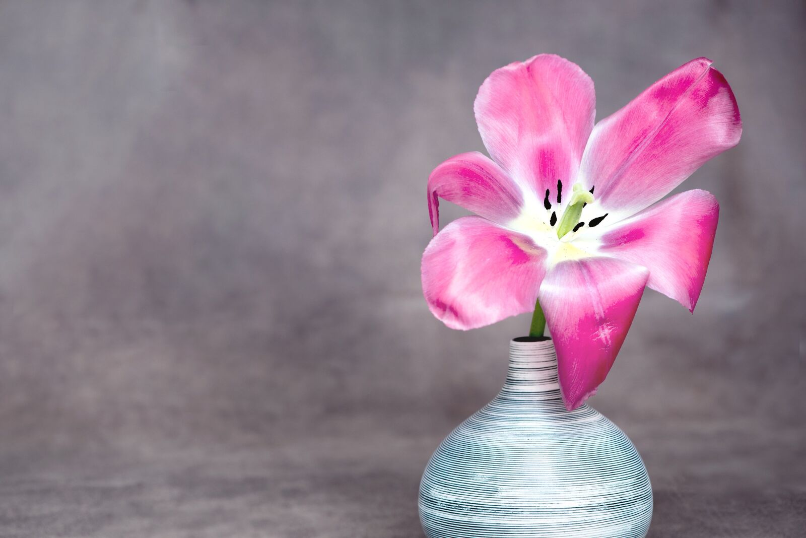 Nikon D750 sample photo. Flower, tulip, pink photography