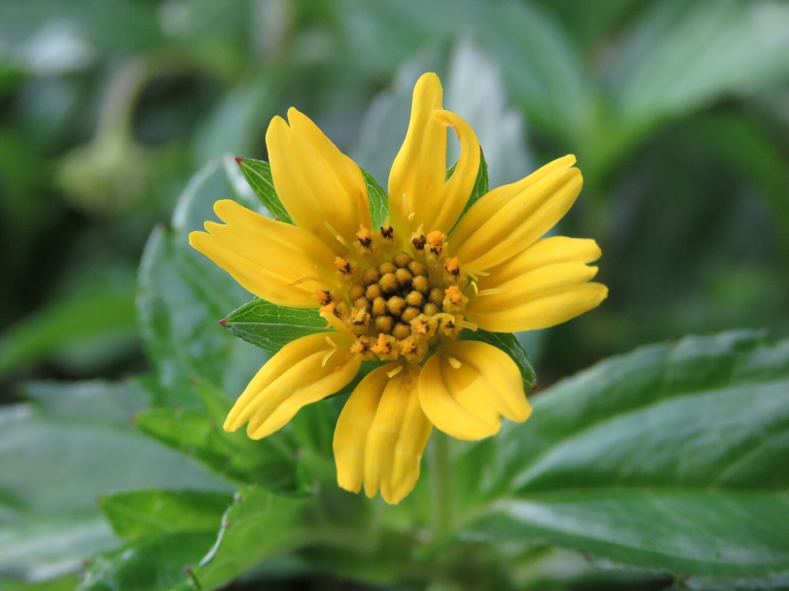 Canon PowerShot SX60 HS sample photo