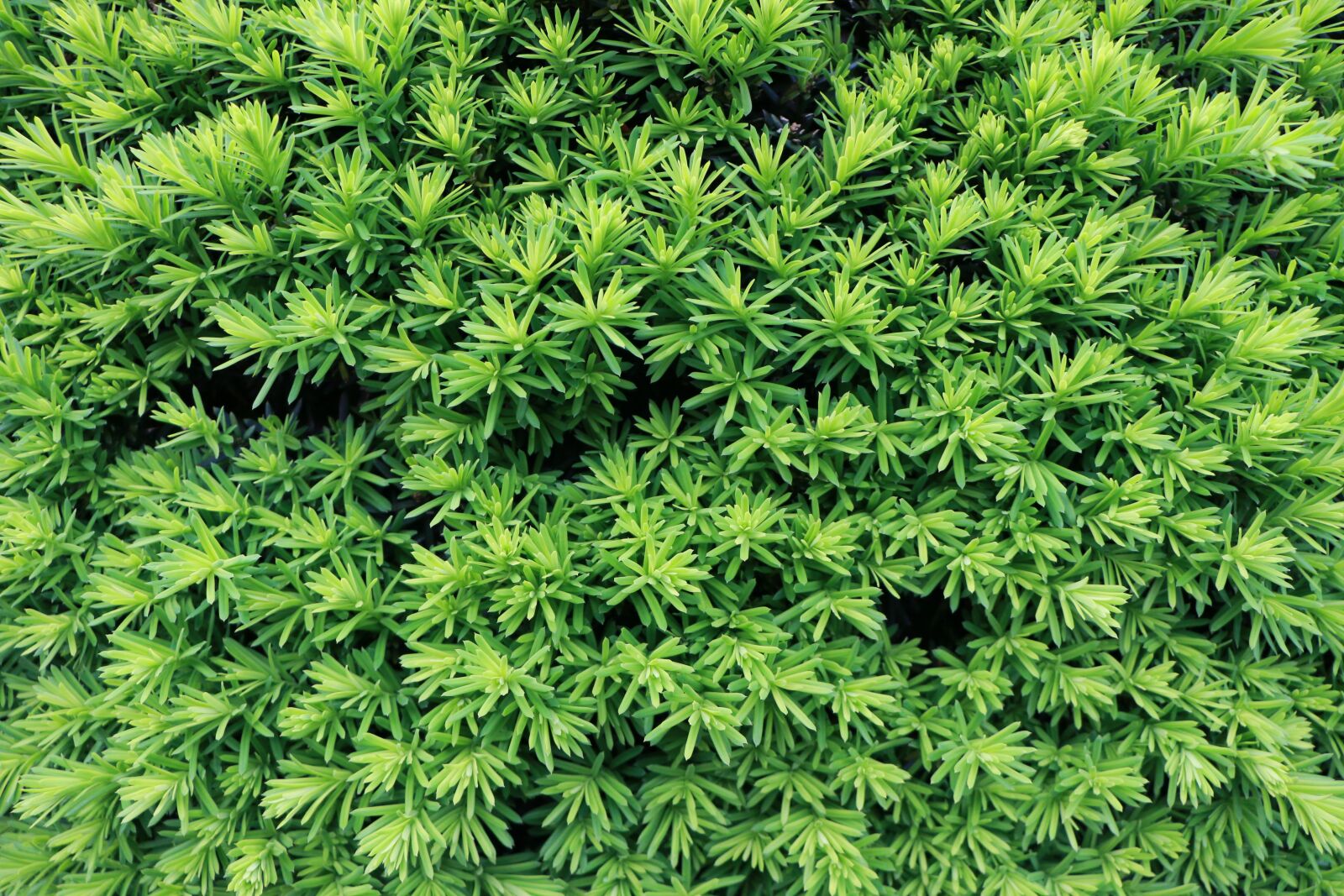 Canon EOS 70D sample photo. Plant, green photography