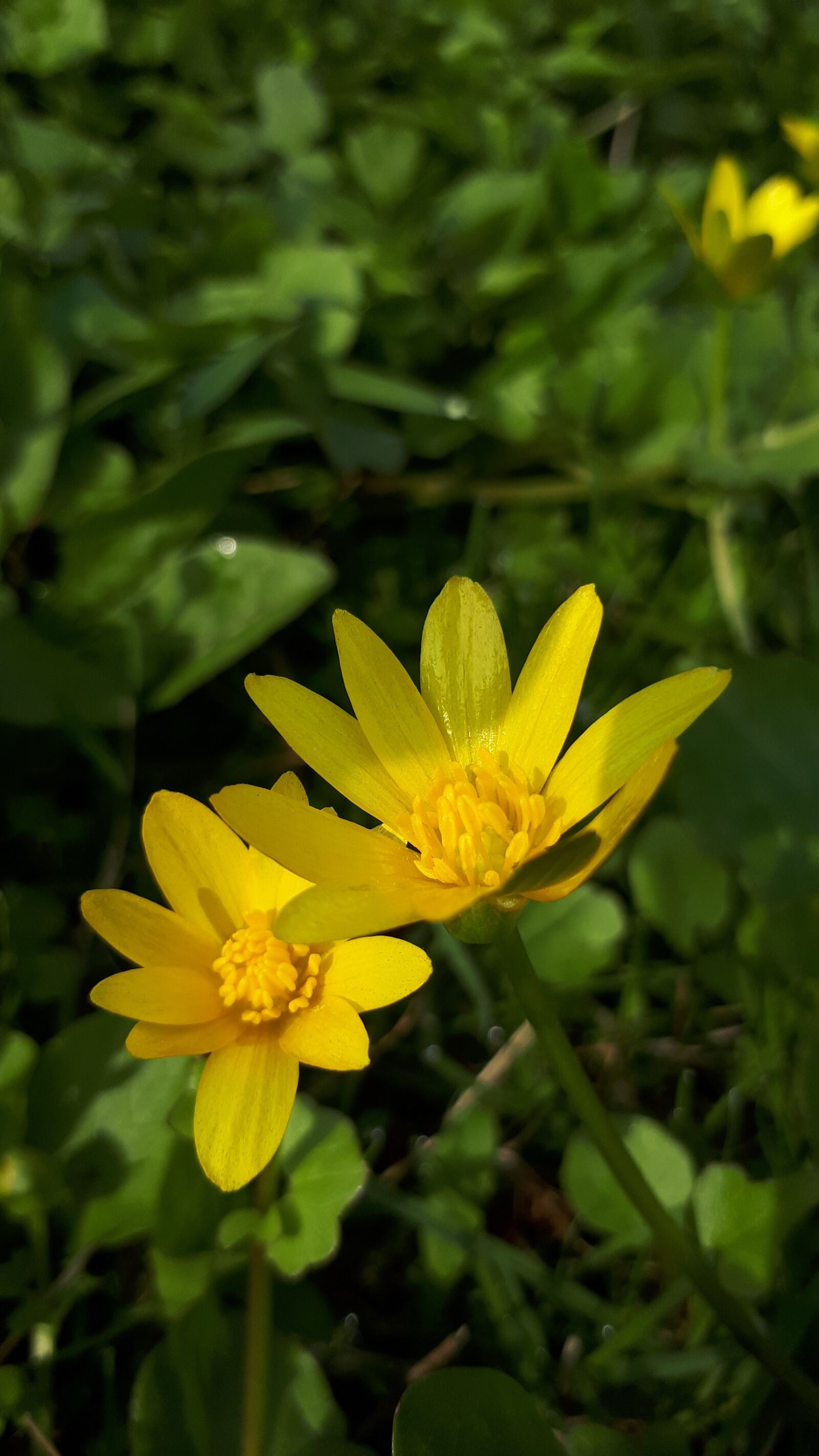 Samsung Galaxy A5(2017) sample photo. Spring, yellow, flower photography