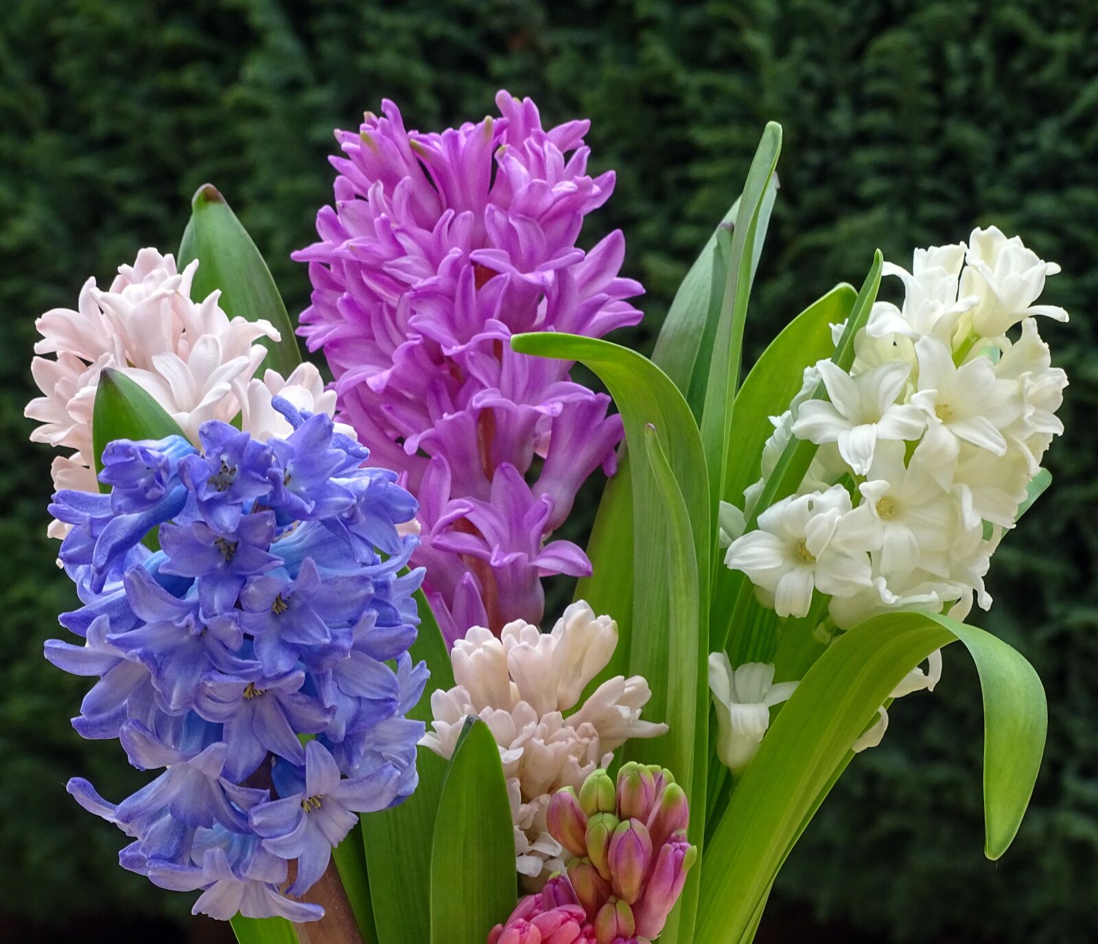 Sony Cyber-shot DSC-HX400V sample photo. Fr hlingsbl her, hyacinth photography