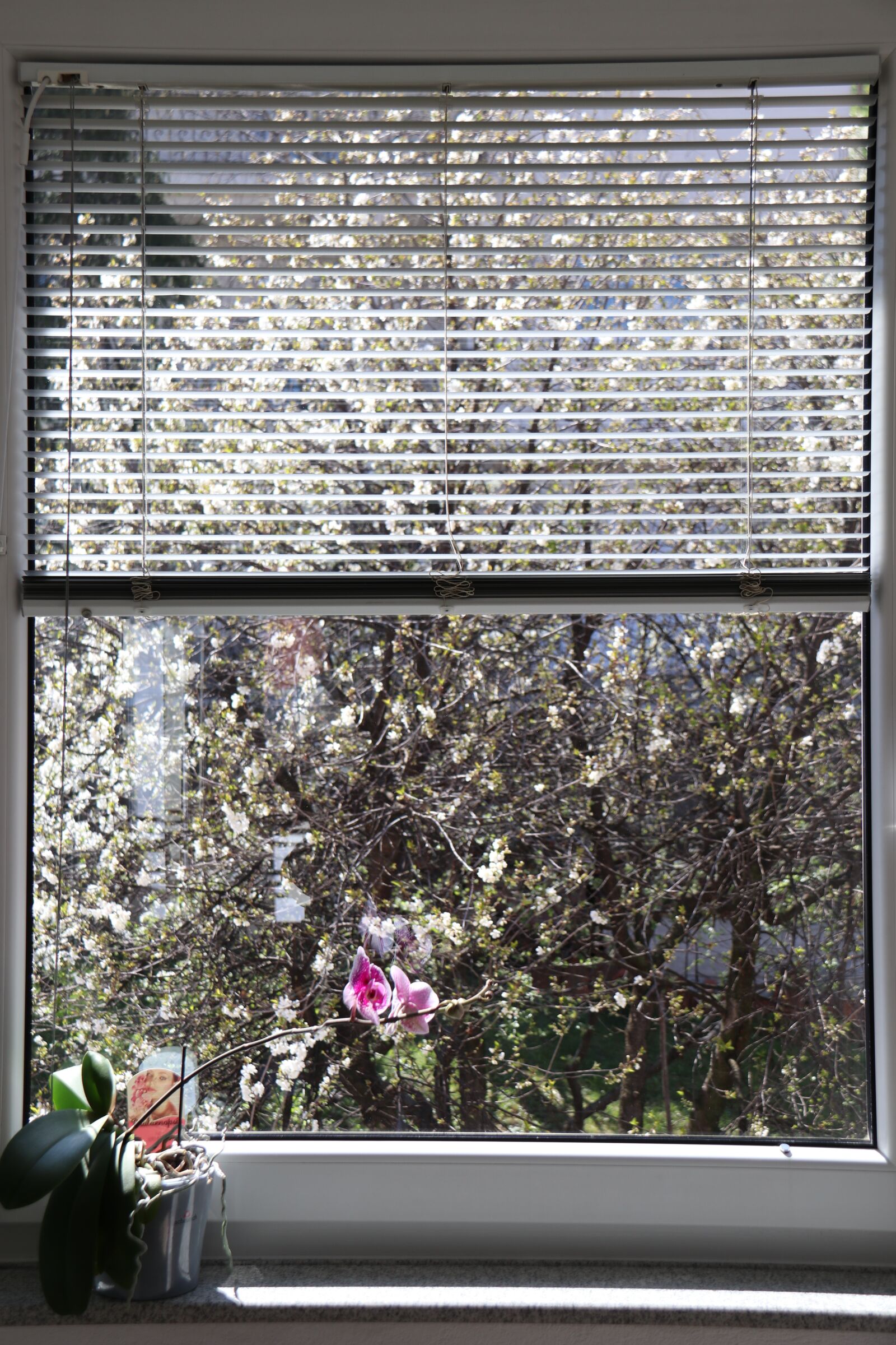 Canon EF-S 18-200mm F3.5-5.6 IS sample photo. Window, flower, vase photography