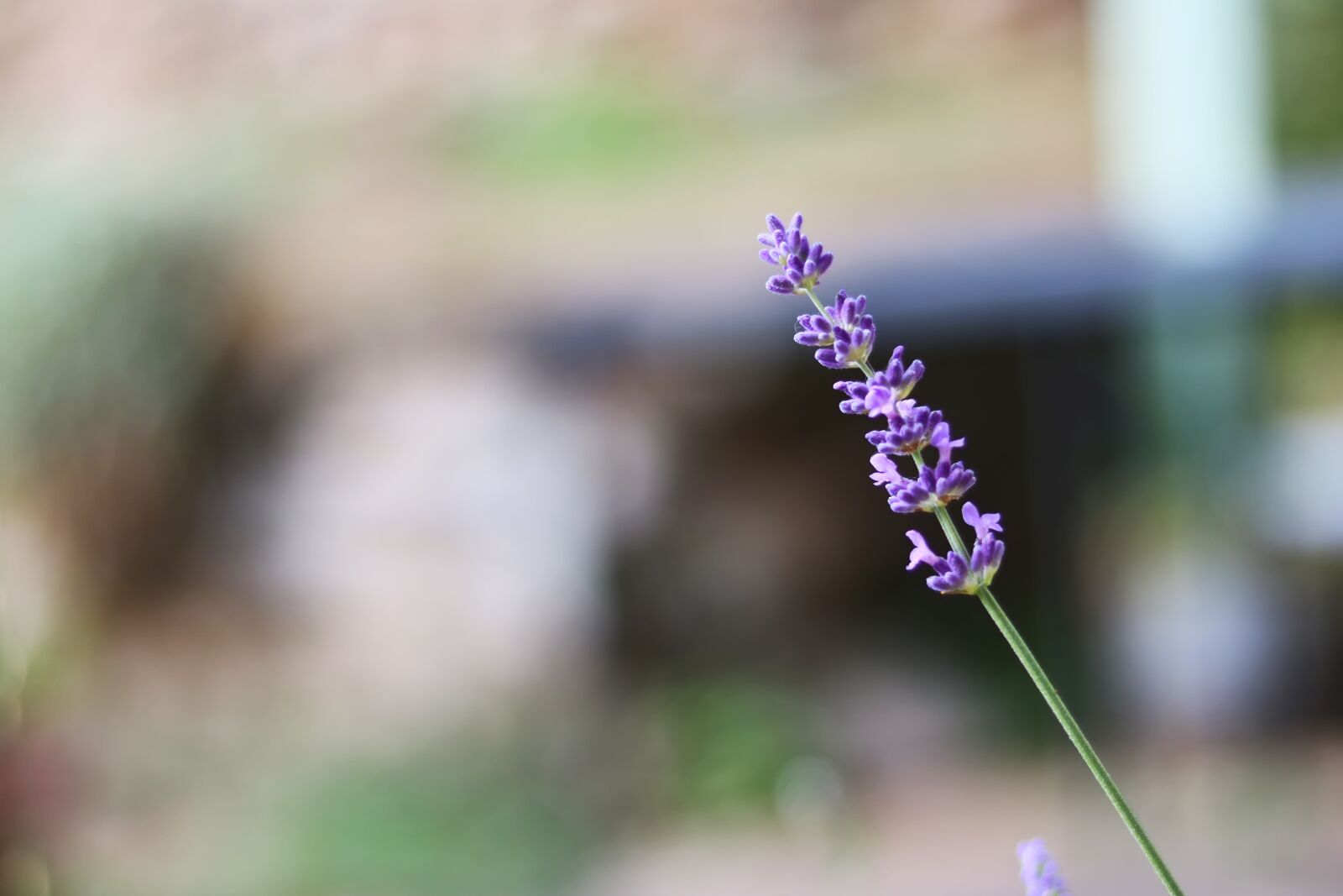 Canon EOS 750D (EOS Rebel T6i / EOS Kiss X8i) sample photo. Lavender, blur, flower photography