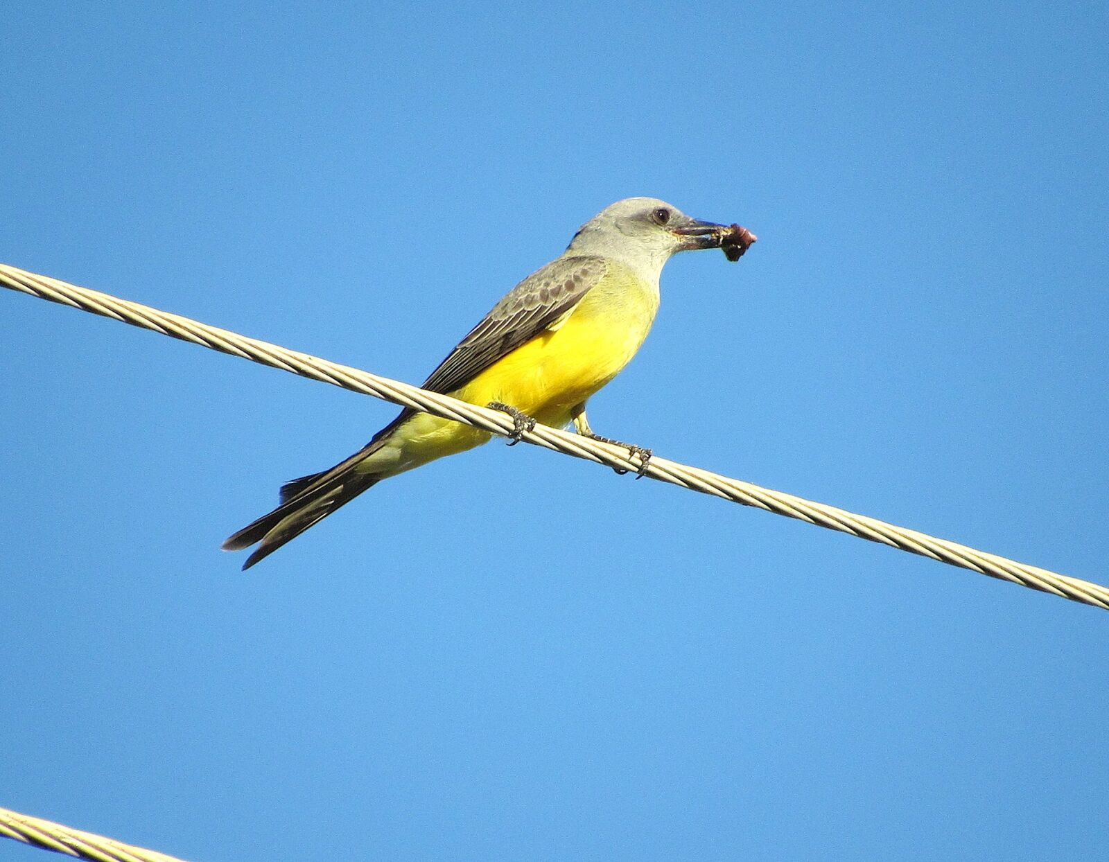 Canon PowerShot SX520 HS sample photo. Bem-te-vi, bird, nature photography