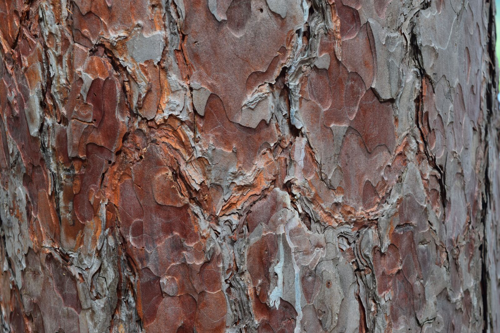 Nikon D3300 sample photo. Tree bark, red pine photography