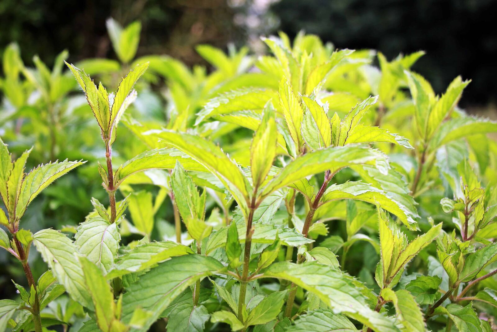 Canon EOS 550D (EOS Rebel T2i / EOS Kiss X4) sample photo. Green leaf, tree, summer photography
