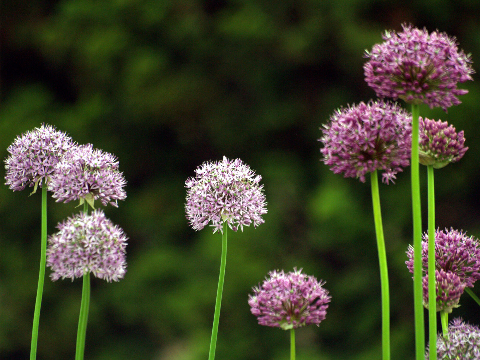 Olympus E-500 (EVOLT E-500) sample photo. Flowers, flowers, field photography