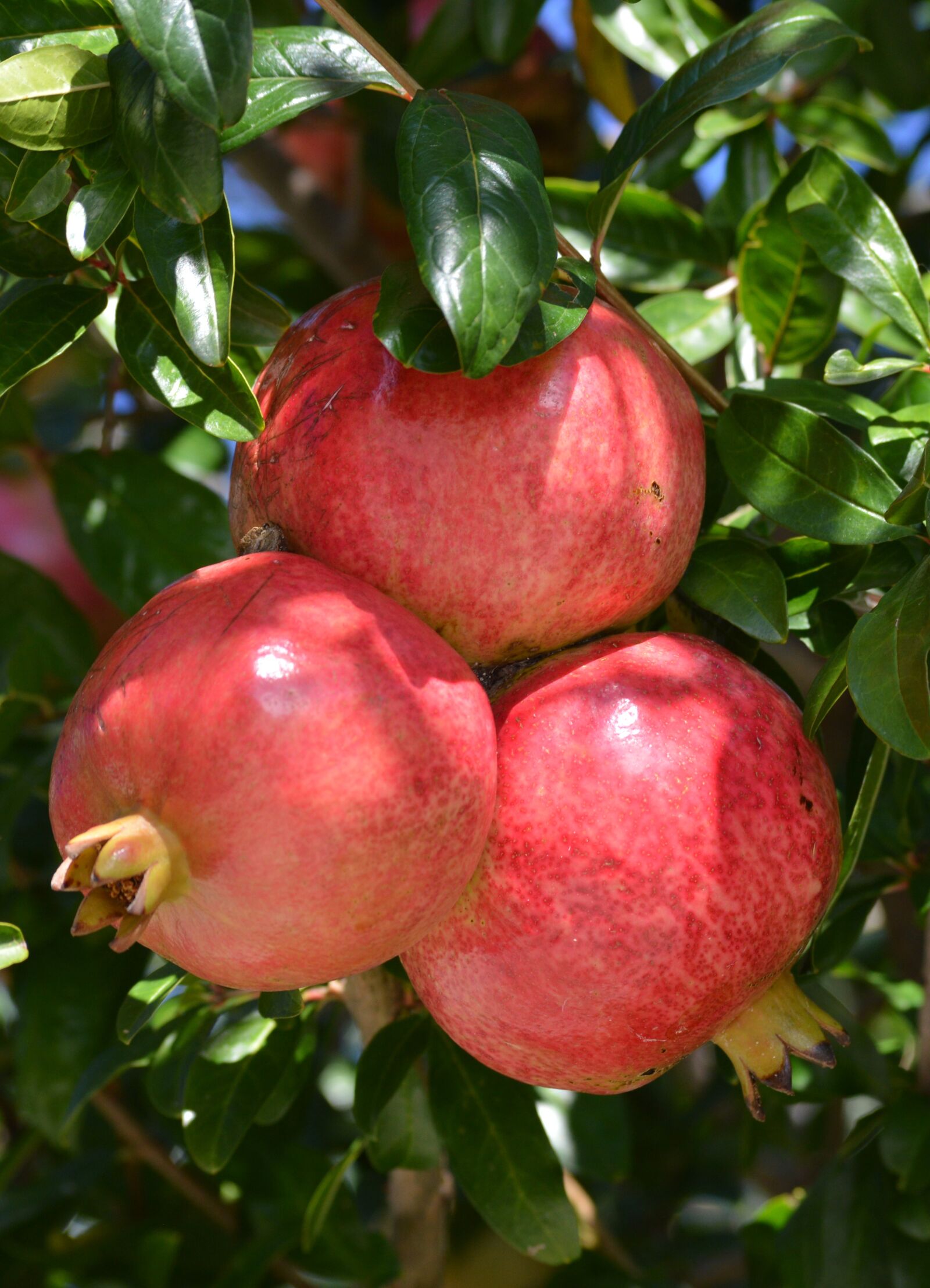 Nikon D3200 sample photo. Nature, green, fruit photography