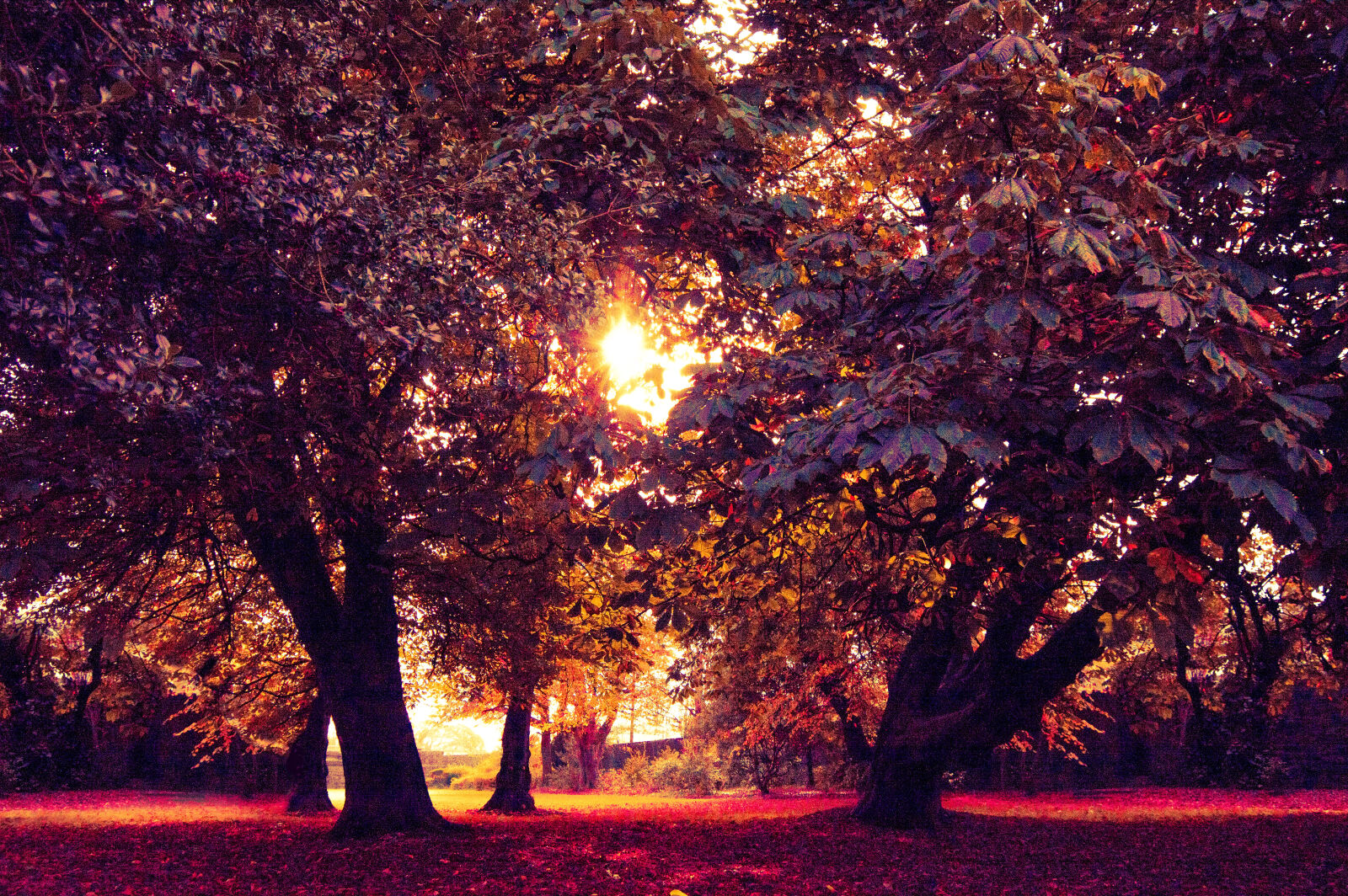 Nikon D3200 sample photo. Autumn, color, colour, colourful photography