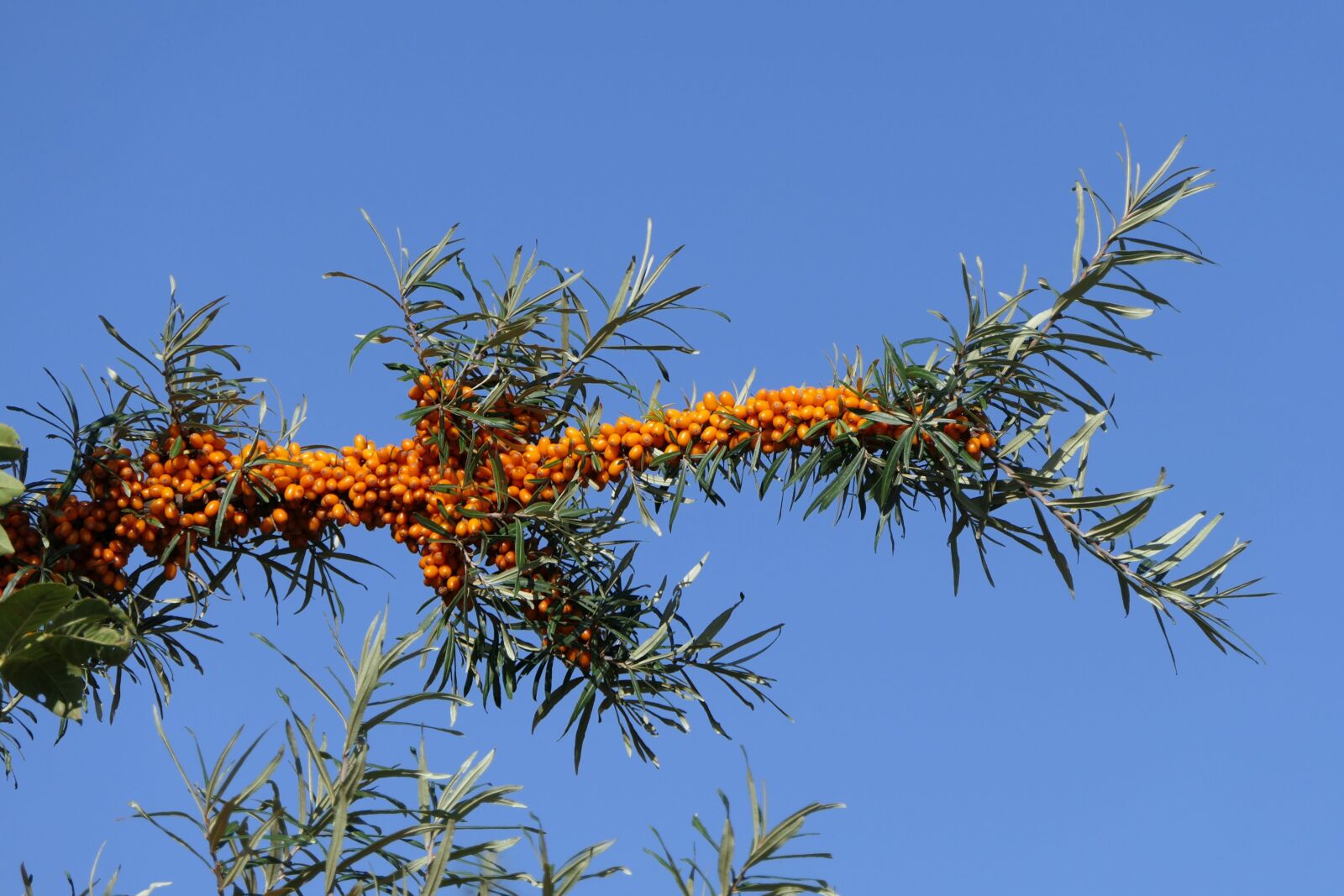 Panasonic Lumix DMC-FZ2500 (Lumix DMC-FZ2000) sample photo. Sea buckthorn, berries, fruit photography