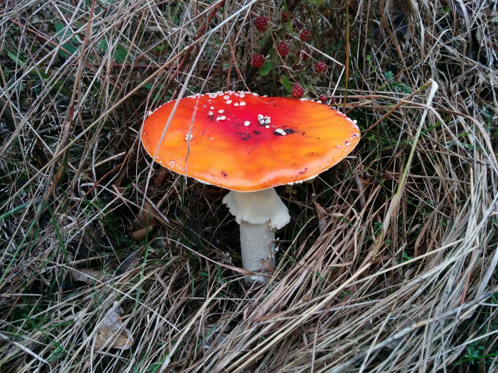 LG Nexus 5 sample photo. Fly agaric, mushroom, nature photography