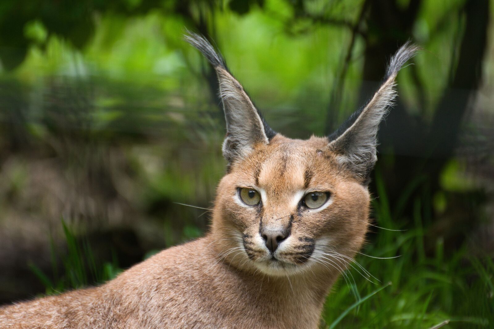 Nikon D5300 sample photo. Animal, cat, karakal photography