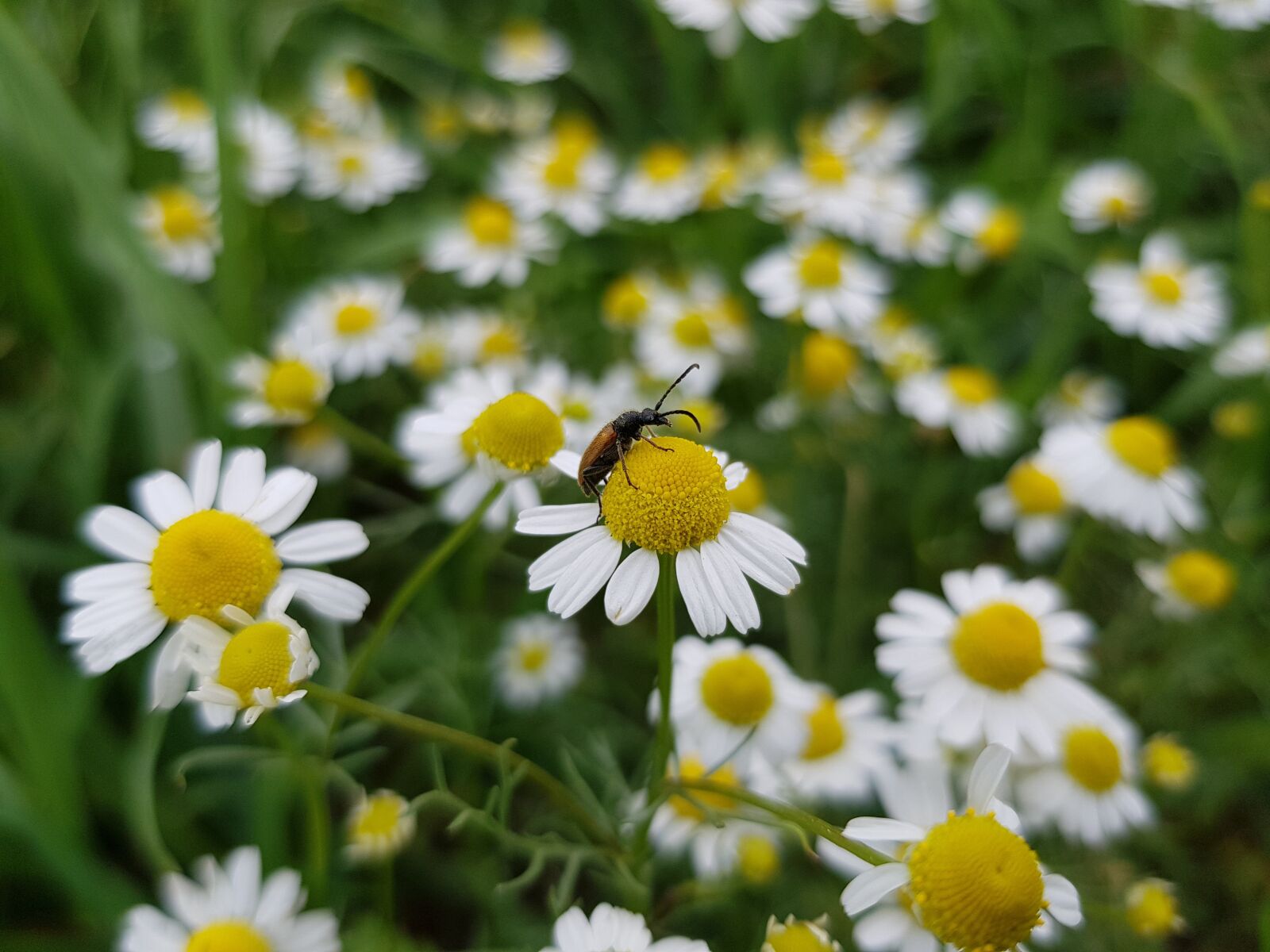 Samsung Galaxy S8 sample photo. Chamomile, bug, flower photography